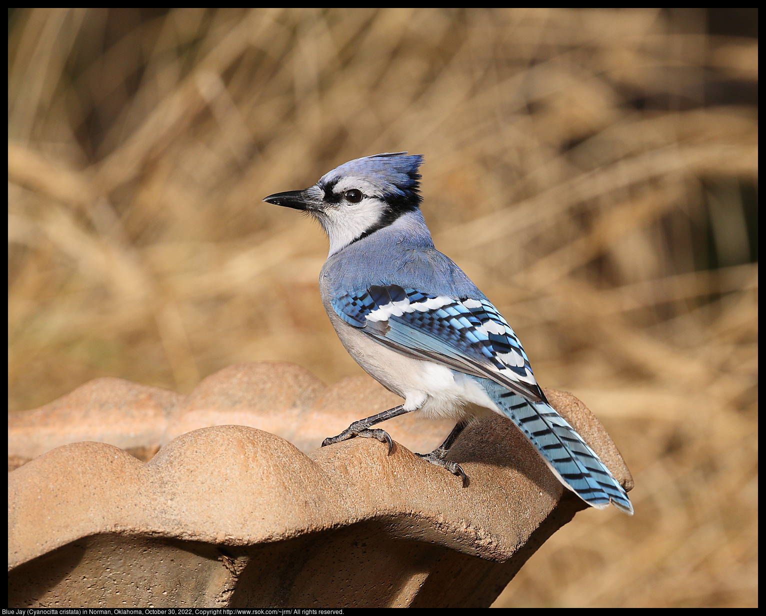 Blue Jay (Cyanocitta cristata) in Norman, Oklahoma, October 30, 2022