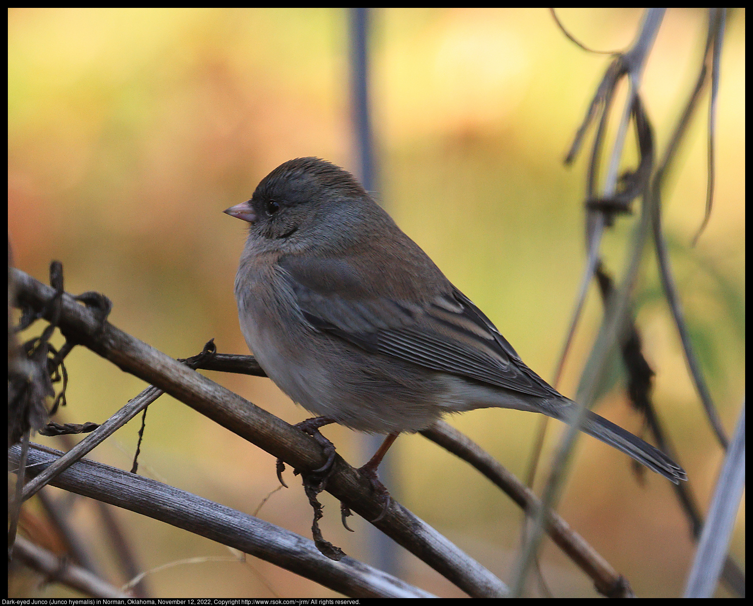 Dark-eyed Junco (Junco hyemalis) in Norman, Oklahoma, November 12, 2022