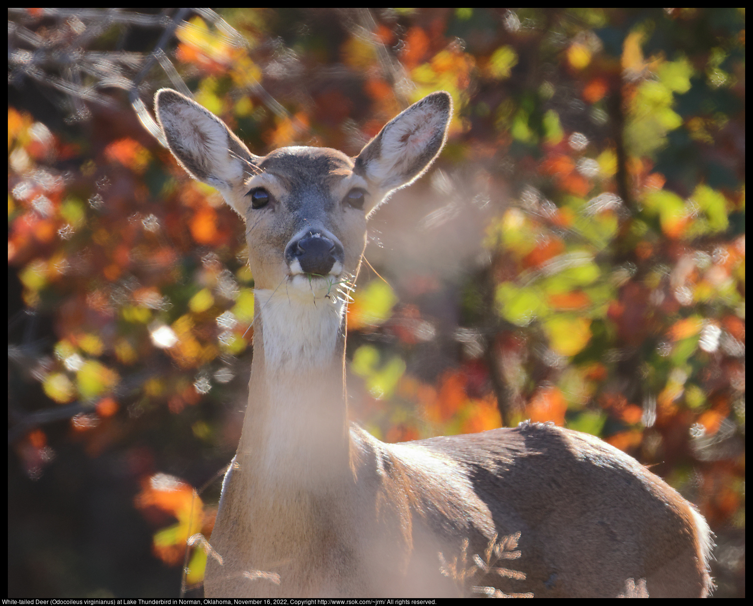 White-tailed Deer (Odocoileus virginianus) at Lake Thunderbird in Norman, Oklahoma, November 16, 2022