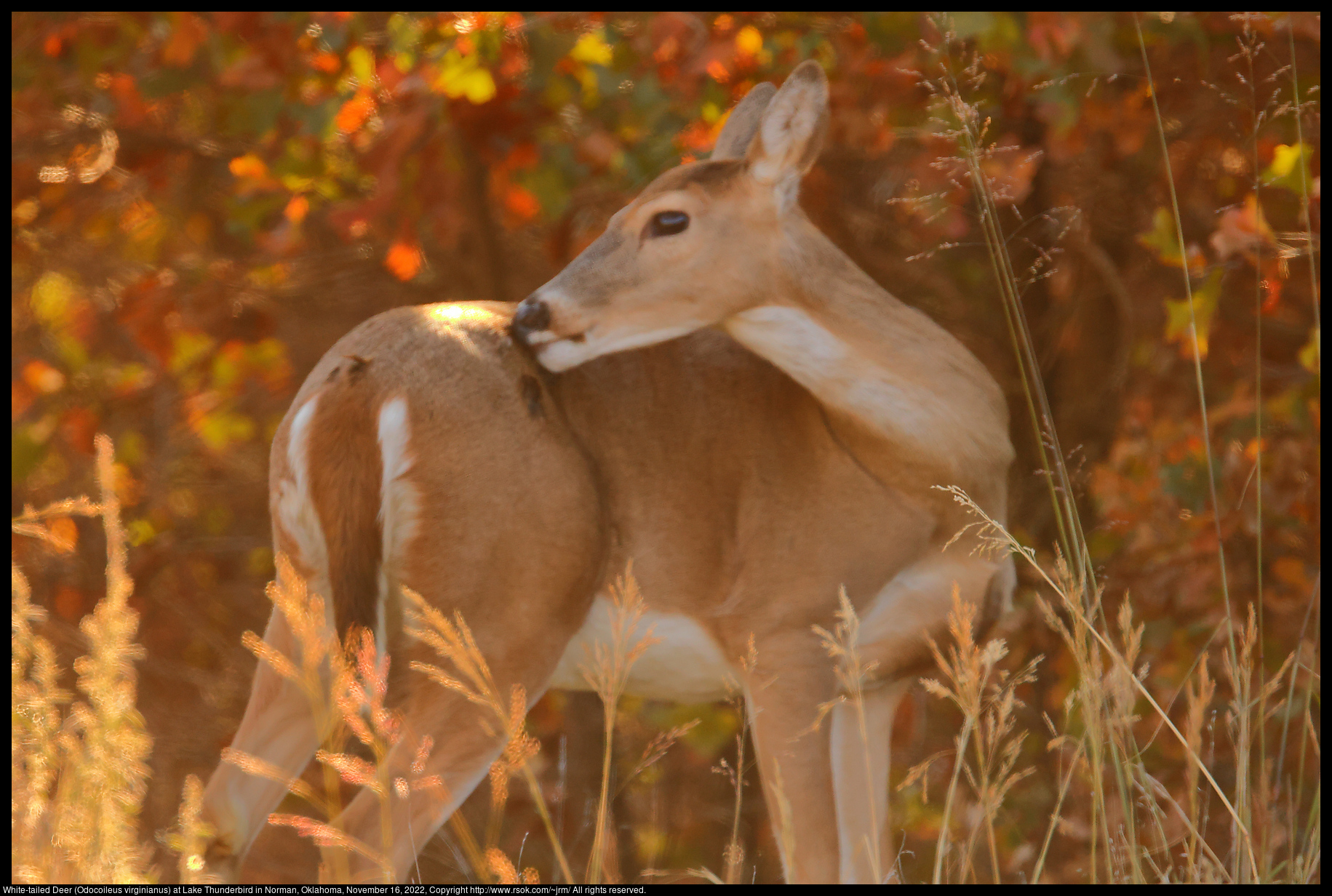 White-tailed Deer (Odocoileus virginianus) at Lake Thunderbird in Norman, Oklahoma, November 16, 2022