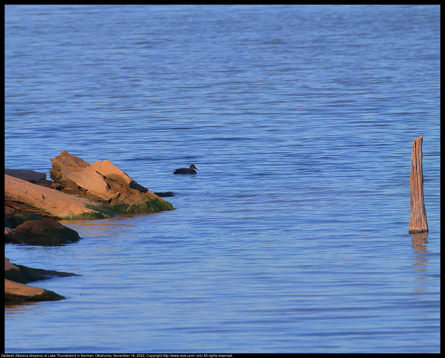 Gadwall (Mareca strepera)at Lake Thunderbird in Norman, Oklahoma, November 16, 2022