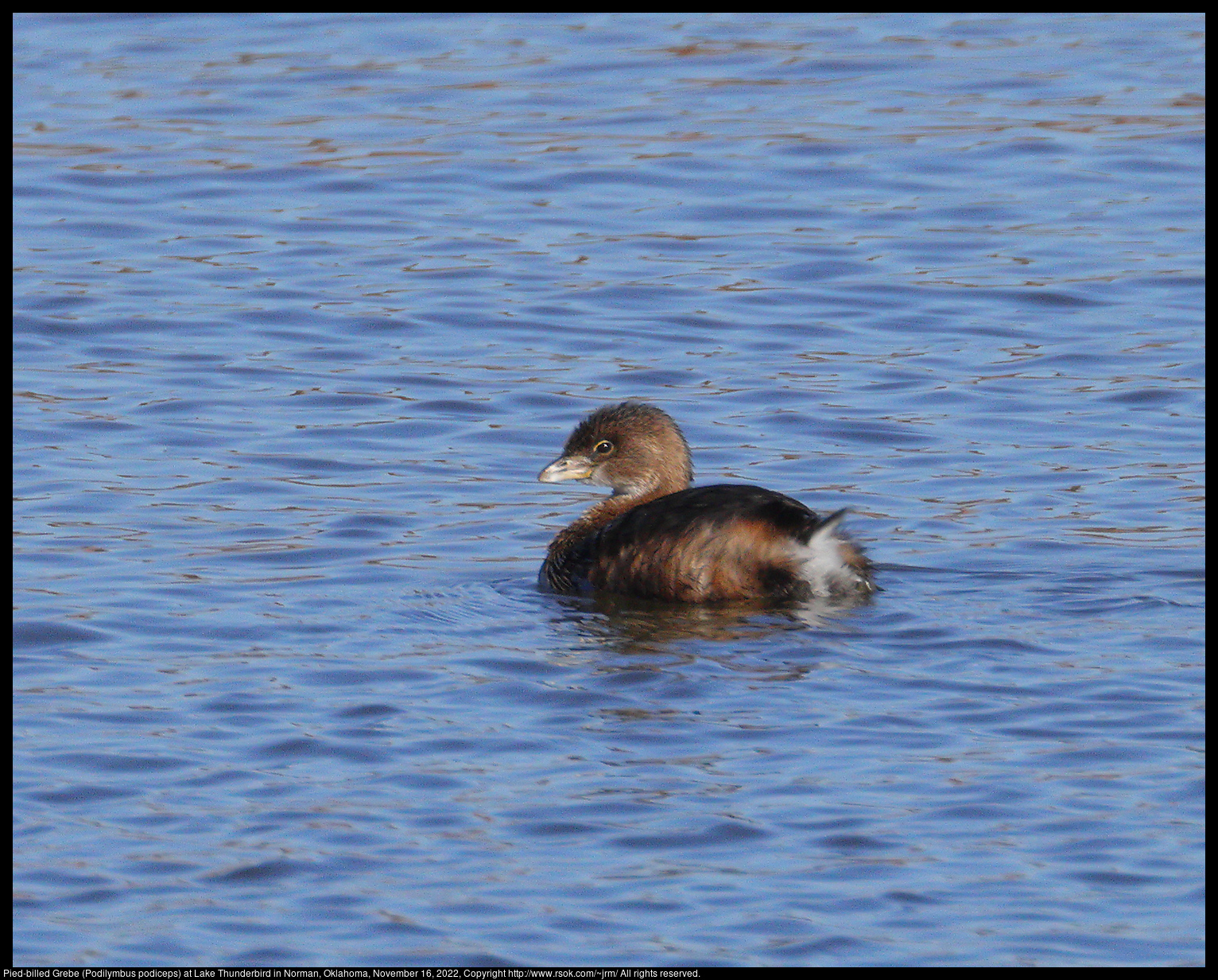 Pied-billed Grebe (Podilymbus podiceps) at Lake Thunderbird in Norman, Oklahoma, November 16, 2022