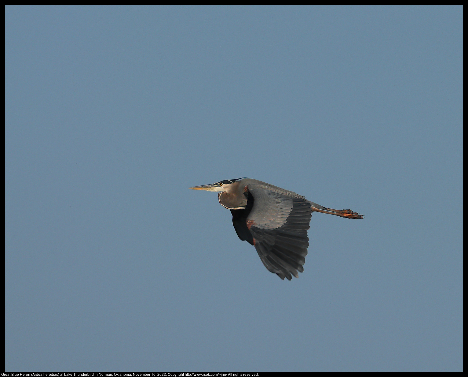 Great Blue Heron (Ardea herodias) at Lake Thunderbird in Norman, Oklahoma, November 16, 2022