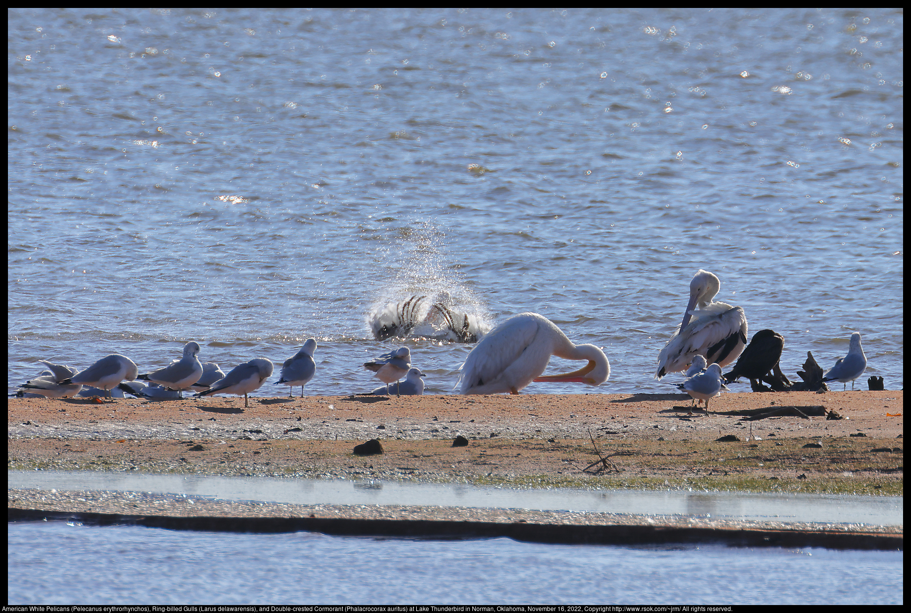 American White Pelicans (Pelecanus erythrorhynchos), Ring-billed Gulls (Larus delawarensis), and Double-crested Cormorant (Phalacrocorax auritus) at Lake Thunderbird in Norman, Oklahoma, November 16, 2022