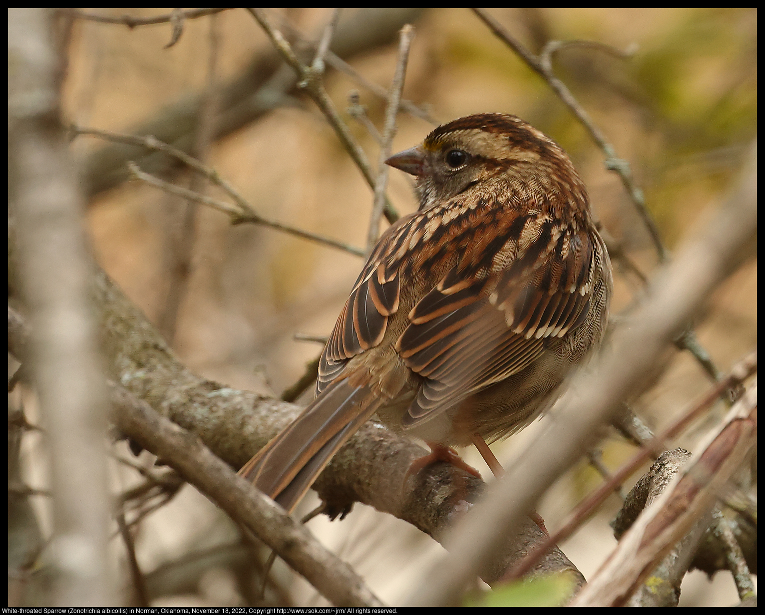 White-throated Sparrow (Zonotrichia albicollis) in Norman, Oklahoma, November 18, 2022