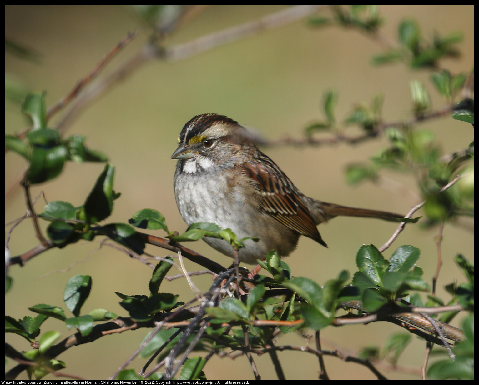 White-throated Sparrow (Zonotrichia albicollis) in Norman, Oklahoma, November 19, 2022