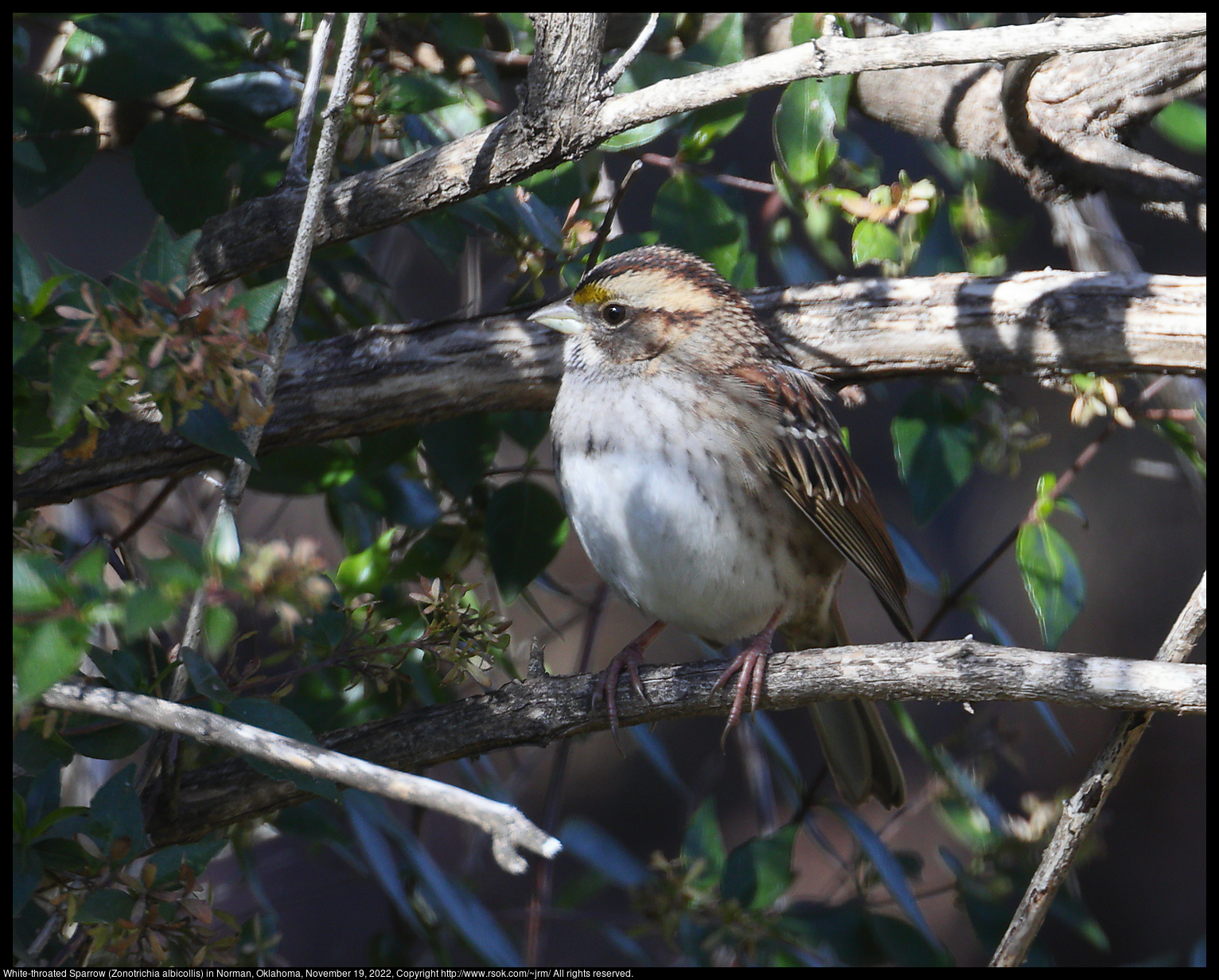 White-throated Sparrow (Zonotrichia albicollis) in Norman, Oklahoma, November 19, 2022