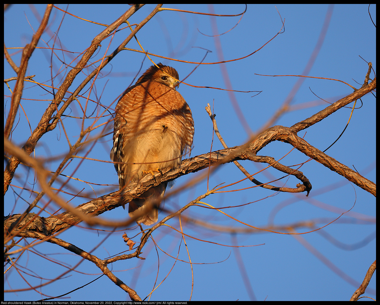 Red-shouldered Hawk (Buteo lineatus) in Norman, Oklahoma, November 20, 2022