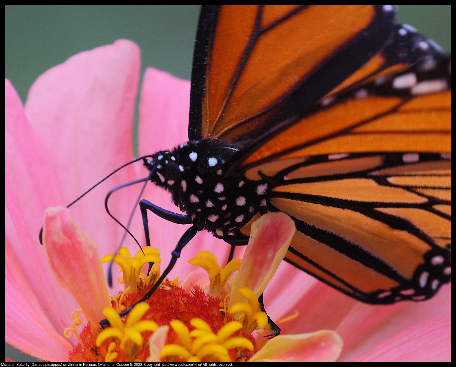 Monarch Butterfly (Danaus plexippus) on Zinnia in Norman, Oklahoma, October 5, 2022