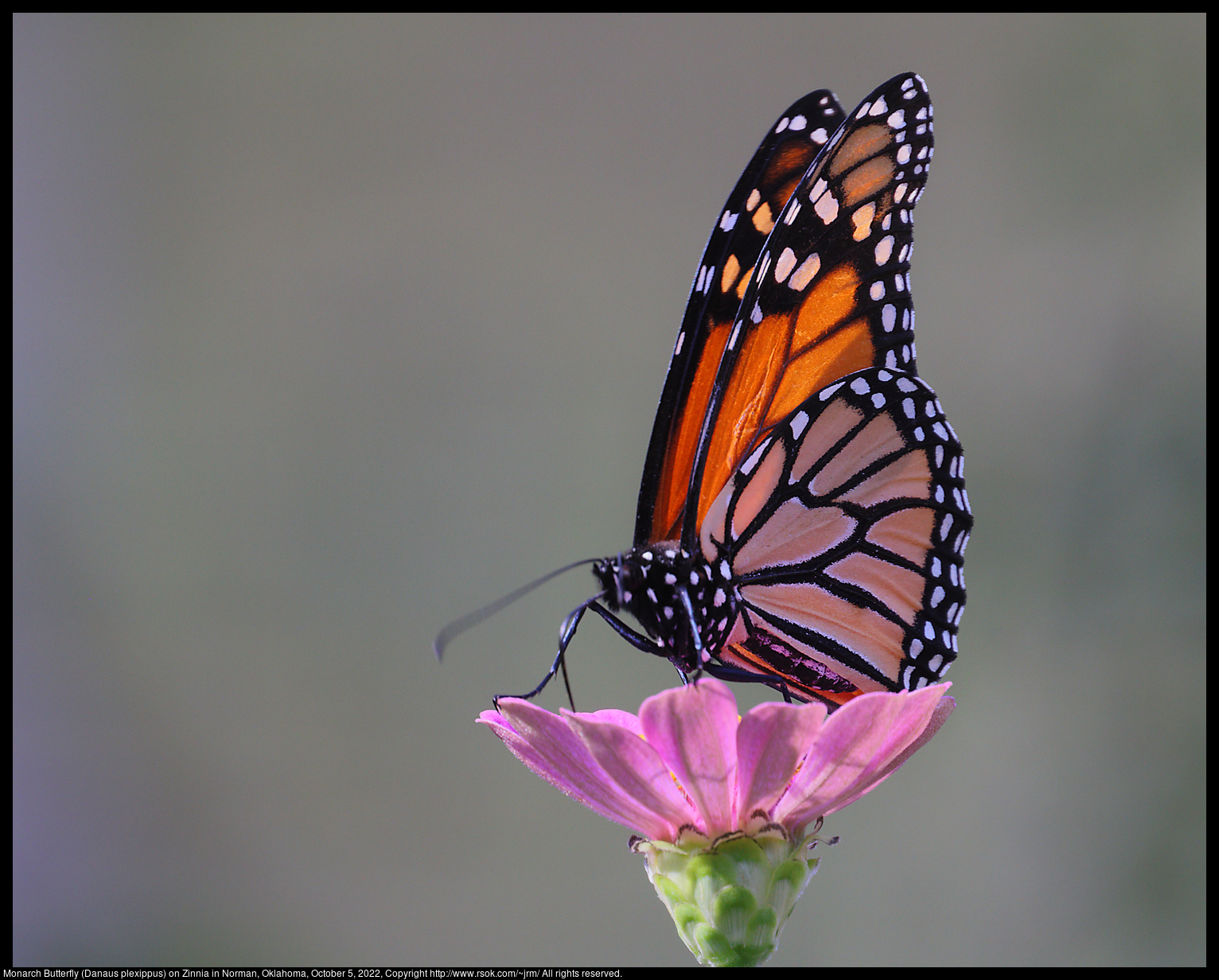 Monarch Butterfly (Danaus plexippus) on Zinnia in Norman, Oklahoma, October 5, 2022