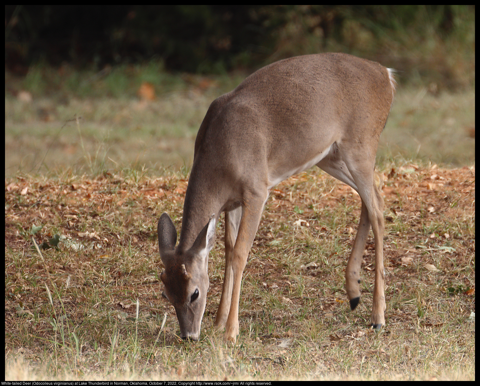 White-tailed Deer (Odocoileus virginianus) at Lake Thunderbird in Norman, Oklahoma, October 7, 2022