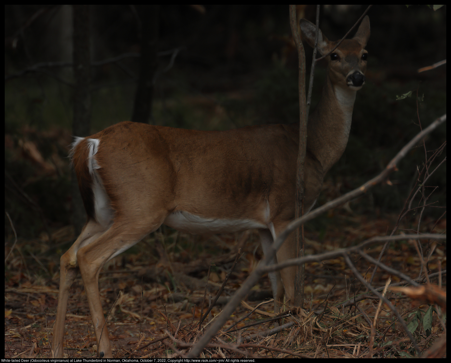 White-tailed Deer (Odocoileus virginianus) at Lake Thunderbird in Norman, Oklahoma, October 7, 2022