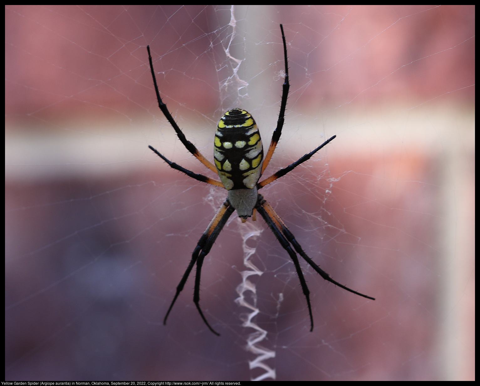 Yellow Garden Spider (Argiope aurantia) in Norman, Oklahoma, September 20, 2022