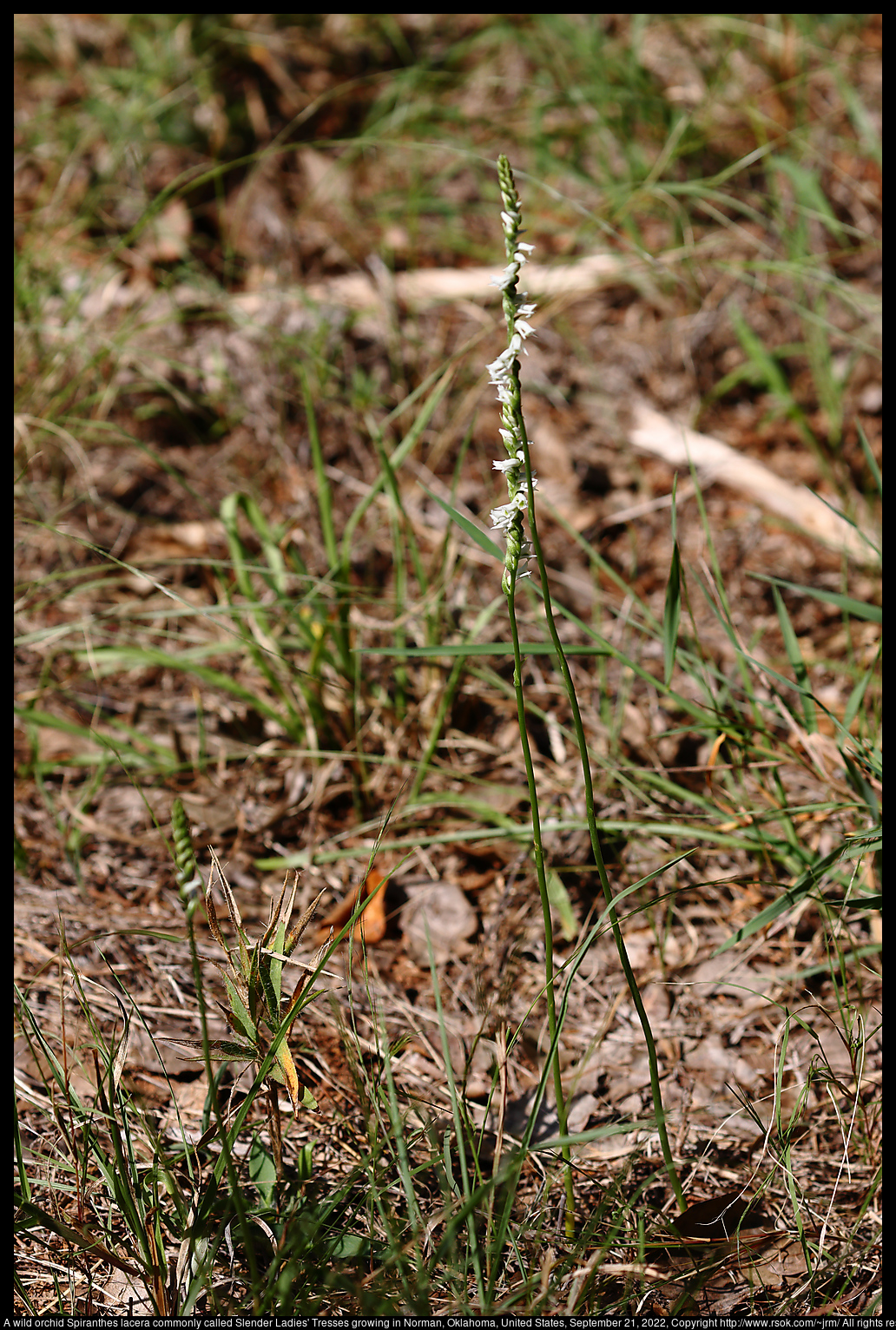 A wild orchid Spiranthes lacera commonly called Slender Ladies' Tresses growing in Norman, Oklahoma, United States, September 21, 2022