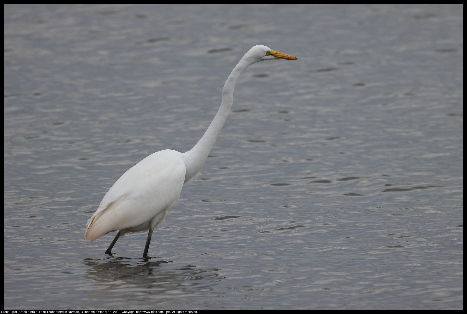 Great Egret (Ardea alba) at Lake Thunderbird in Norman, Oklahoma, October 11, 2022