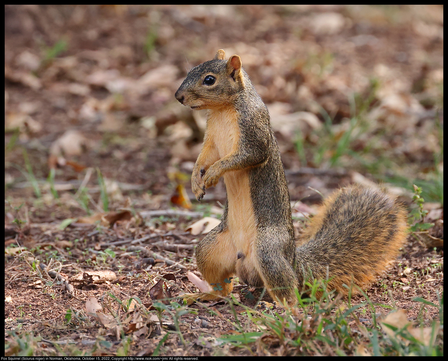 Fox Squirrel (Sciurus niger) in Norman, Oklahoma, October 15, 2022