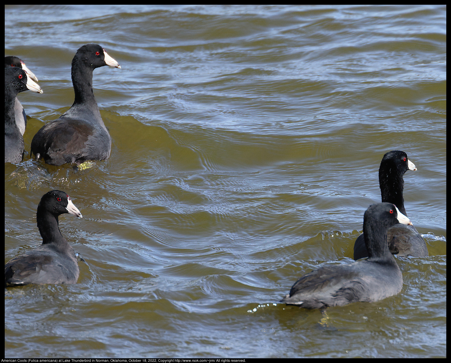 American Coots (Fulica americana) at Lake Thunderbird in Norman, Oklahoma, October 18, 2022