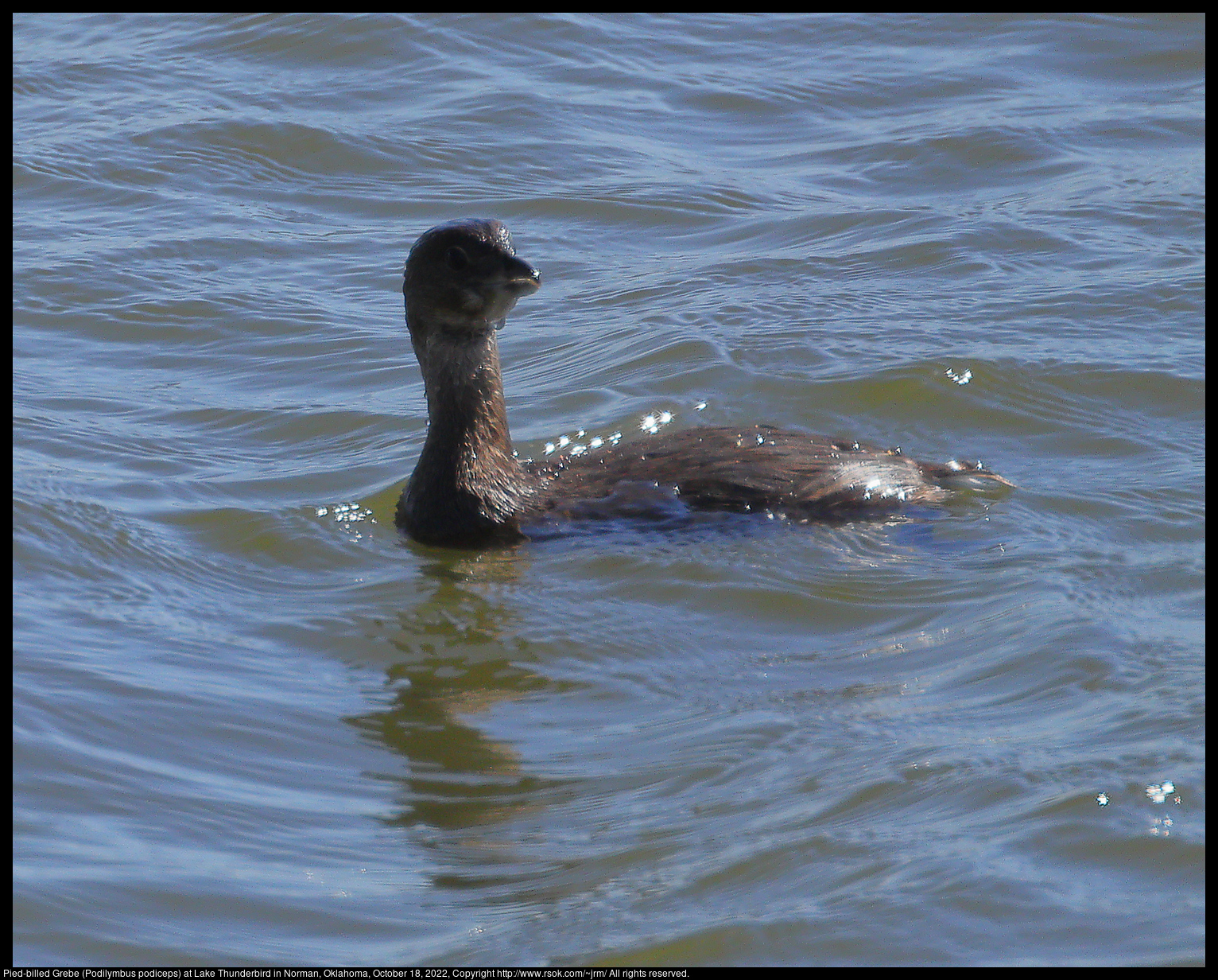 Pied-billed Grebe (Podilymbus podiceps) at Lake Thunderbird in Norman, Oklahoma, October 18, 2022