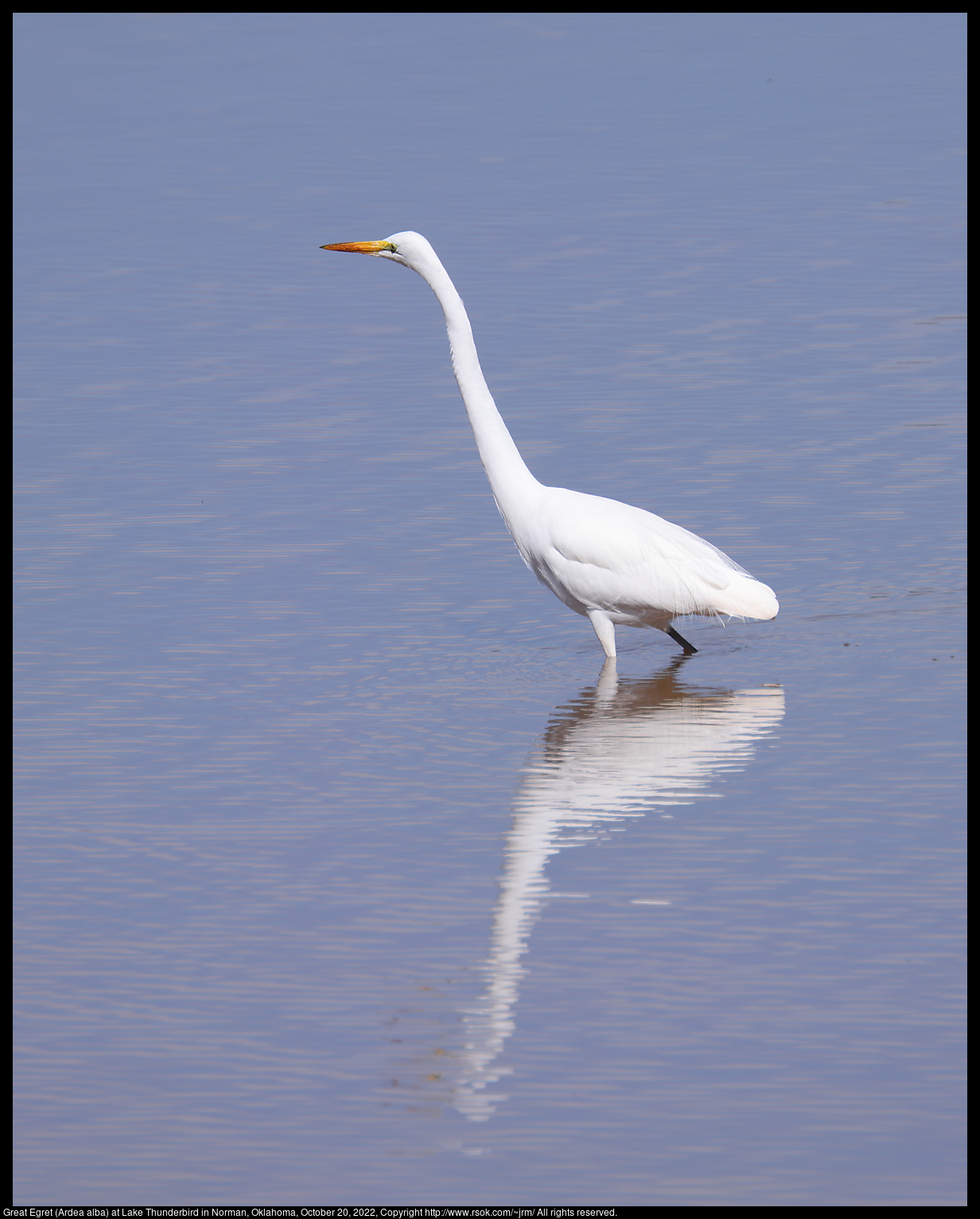 Great Egret (Ardea alba) at Lake Thunderbird in Norman, Oklahoma, October 20, 2022