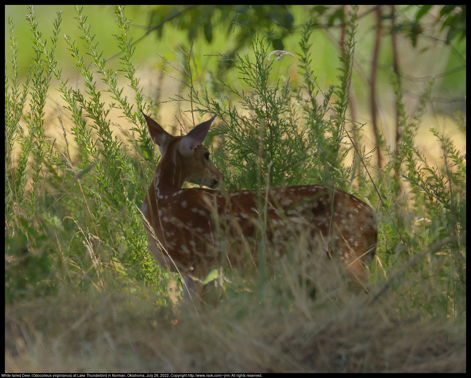 White-tailed Deer (Odocoileus virginianus) at Lake Thunderbird in Norman, Oklahoma, July 26, 2022