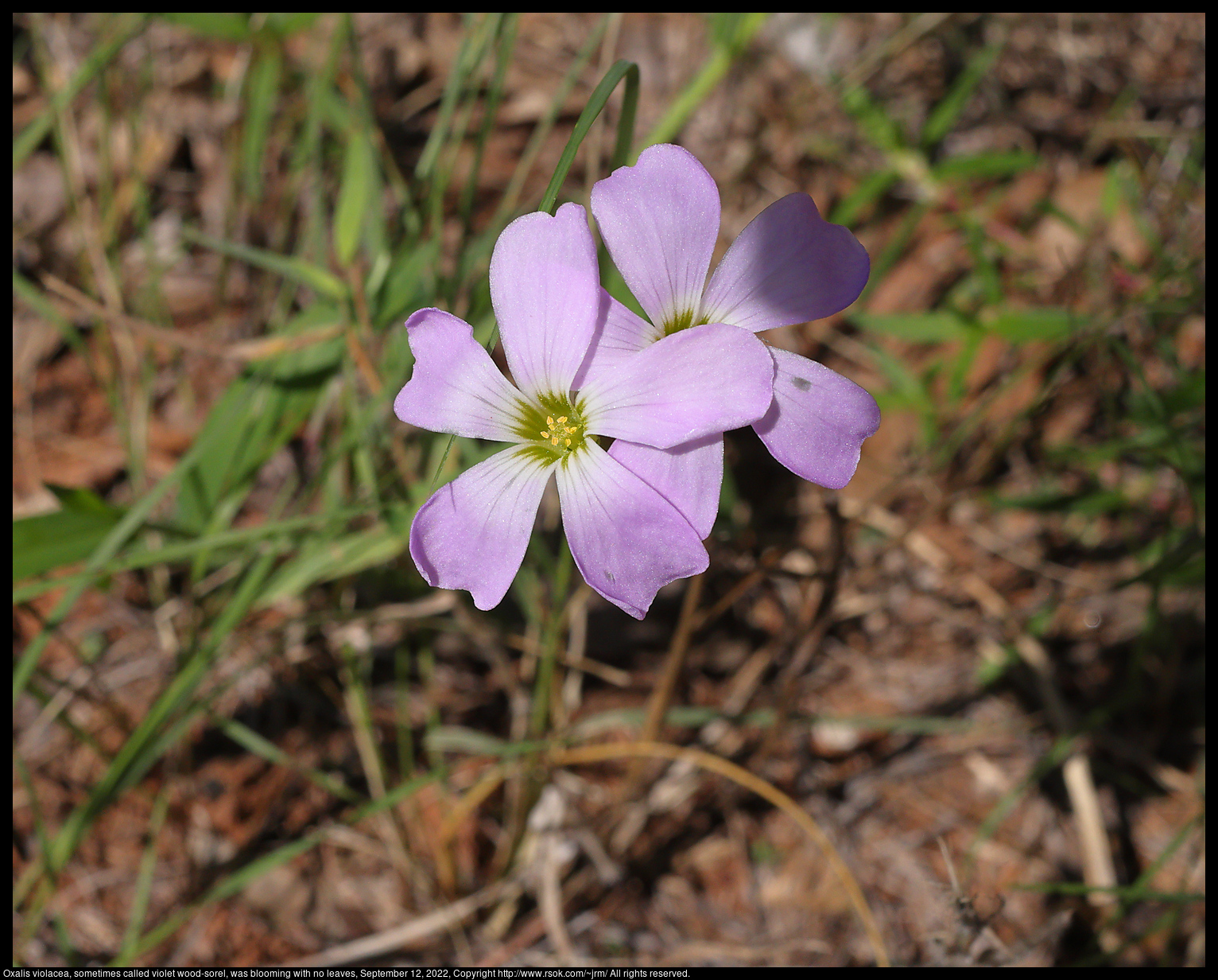 Oxalis violacea, sometimes called violet wood-sorel, was blooming with no leaves, September 12, 2022