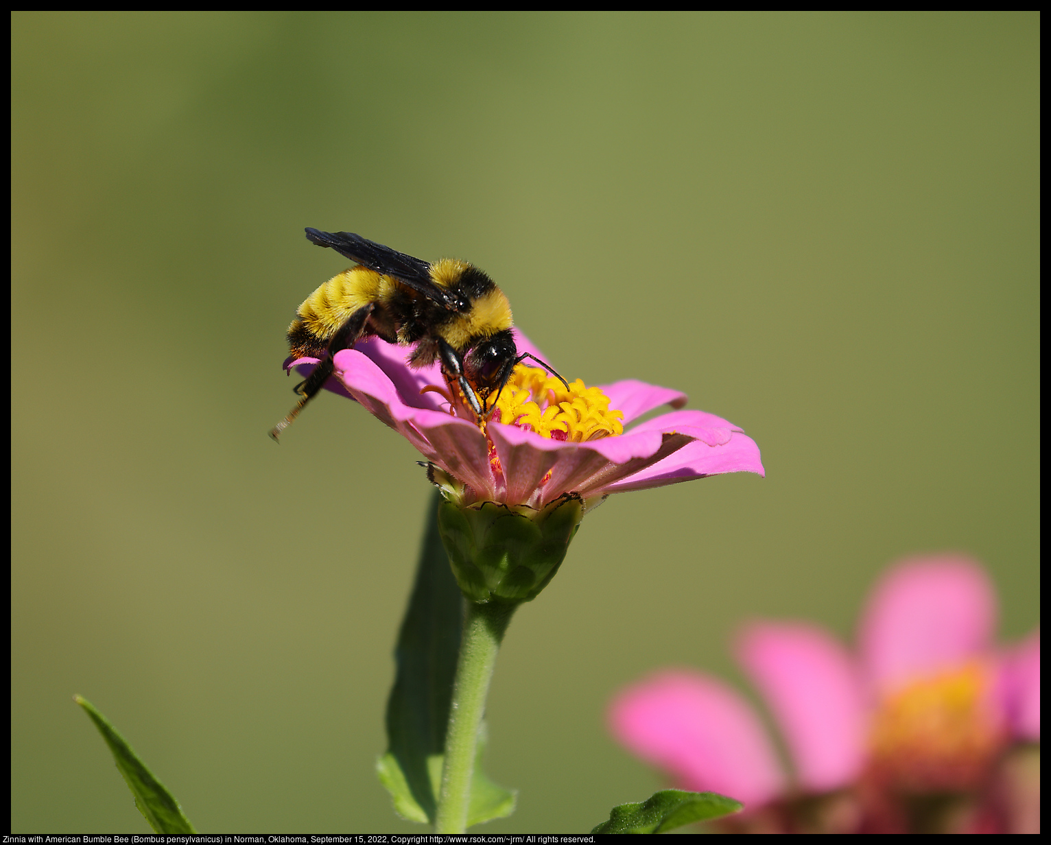 Zinnia with American Bumble Bee (Bombus pensylvanicus) in Norman, Oklahoma, September 15, 2022