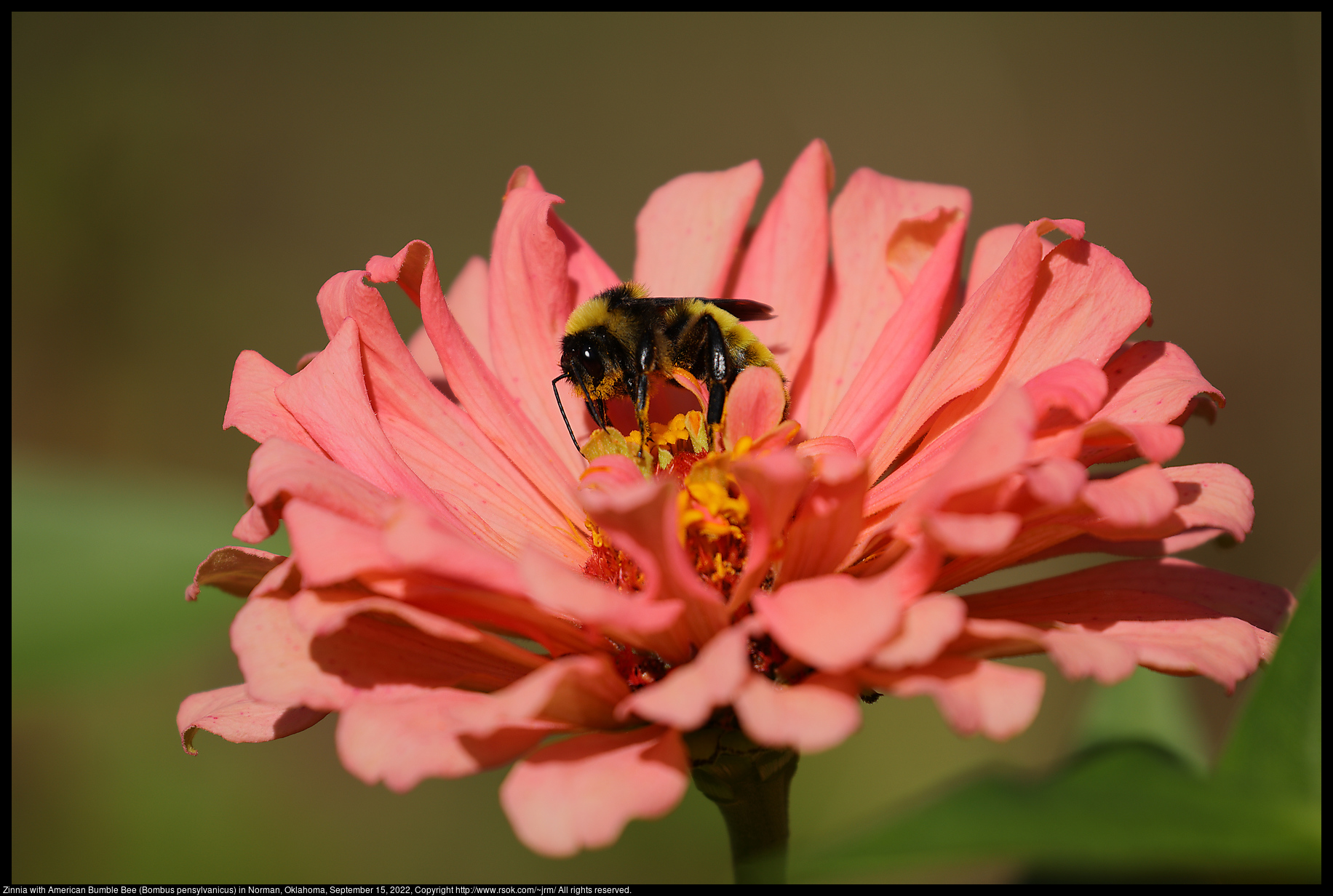 Zinnia with American Bumble Bee (Bombus pensylvanicus) in Norman, Oklahoma, September 15, 2022