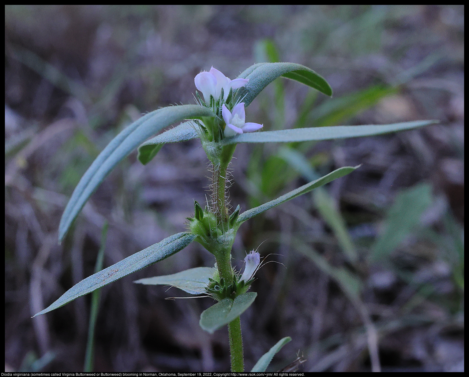 Diodia virginiana (sometimes called Virginia Buttonweed or Buttonweed) blooming in Norman, Oklahoma, September 19, 2022