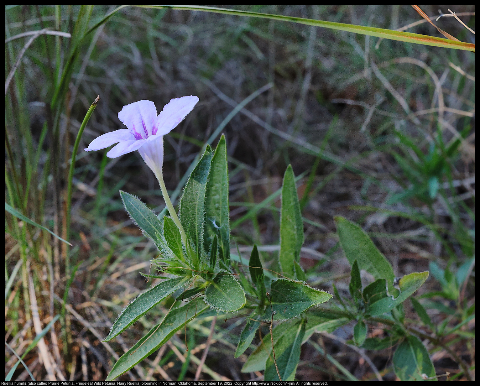 Ruellia humilis (also called Prairie Petunia, Fringeleaf Wild Petunia, Hairy Ruellia) blooming in Norman, Oklahoma, September 19, 2022