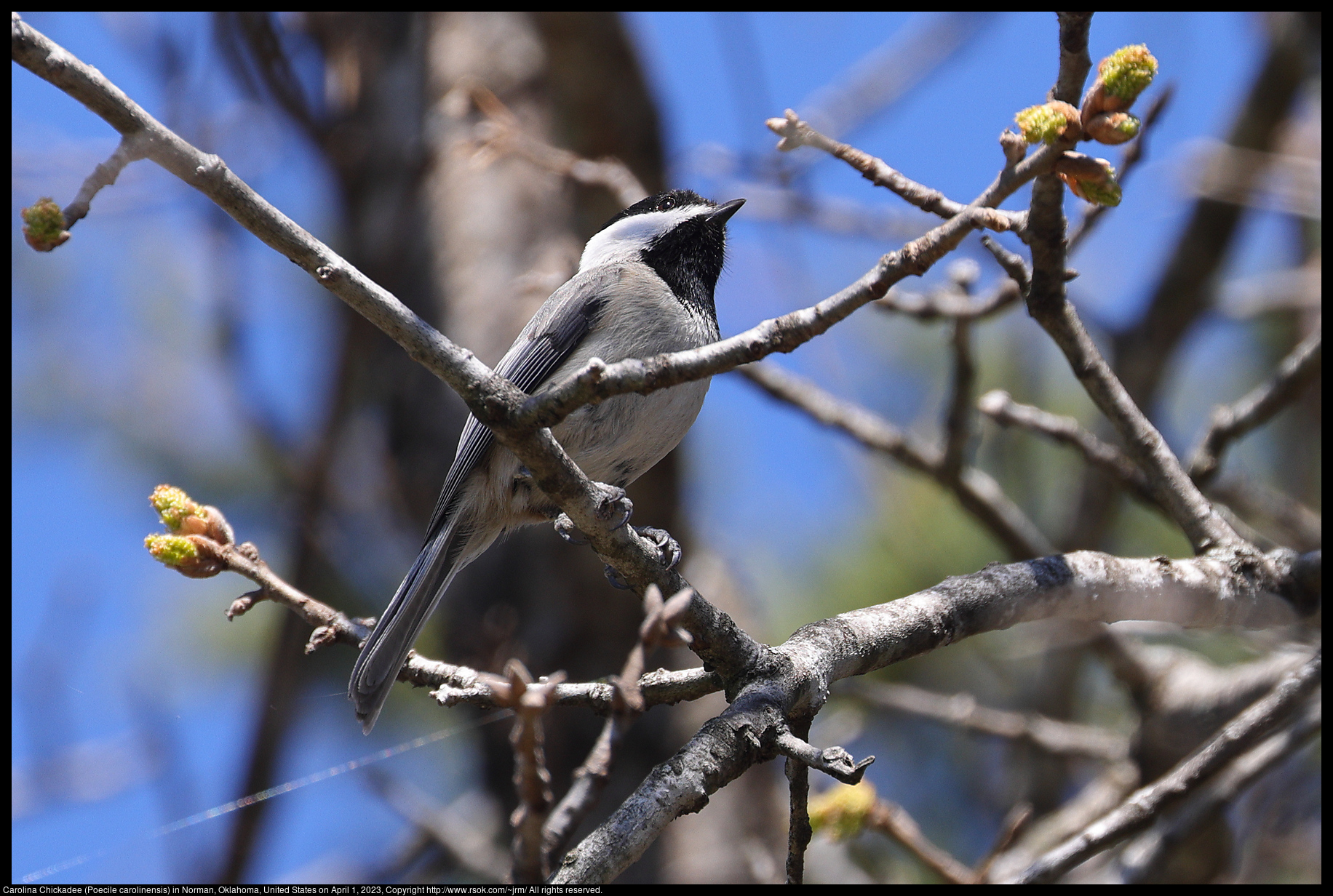 Carolina Chickadee (Poecile carolinensis) in Norman, Oklahoma, April 1, 2023