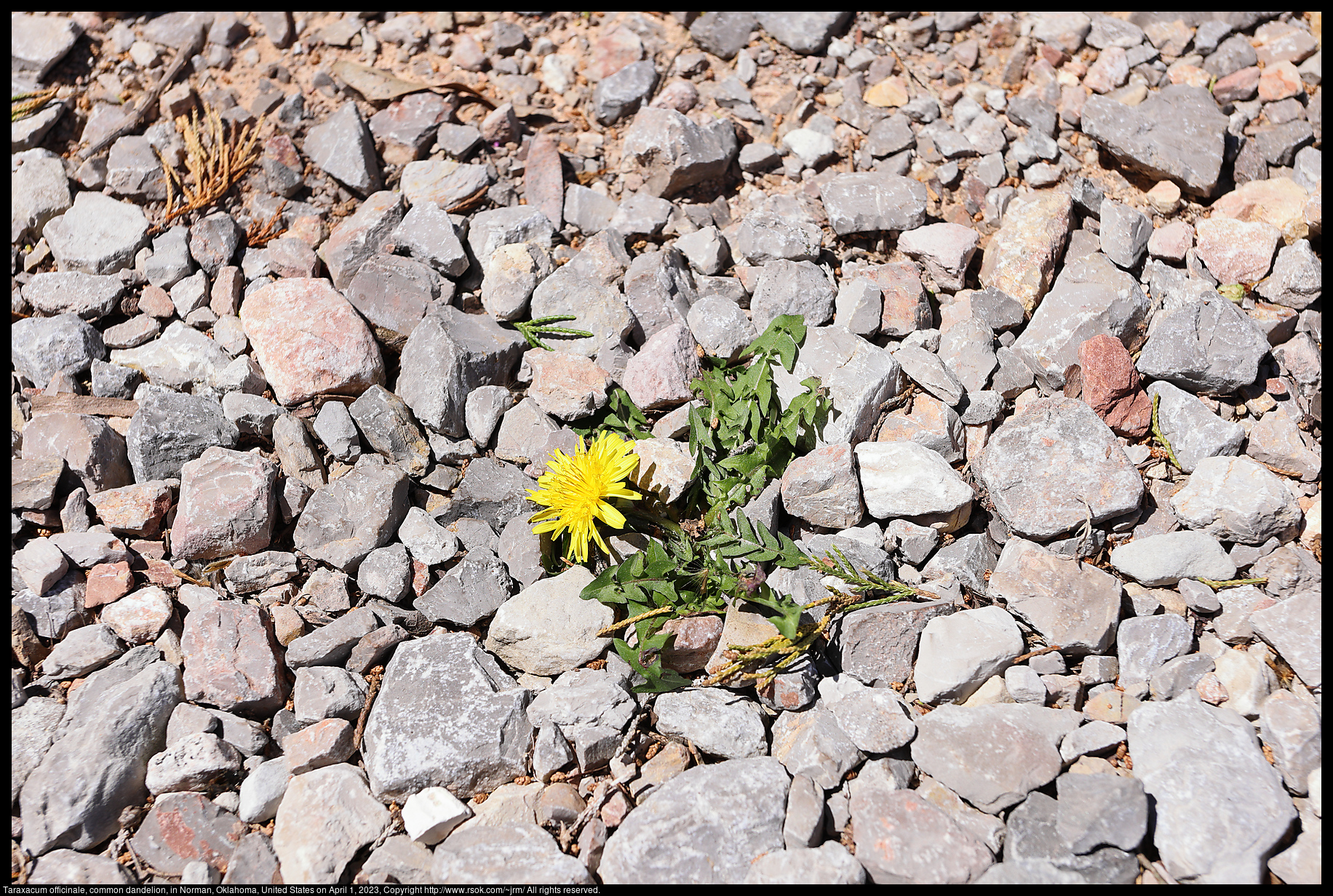 Taraxacum officinale, common dandelion, in Norman, Oklahoma, United States on April 1, 2023