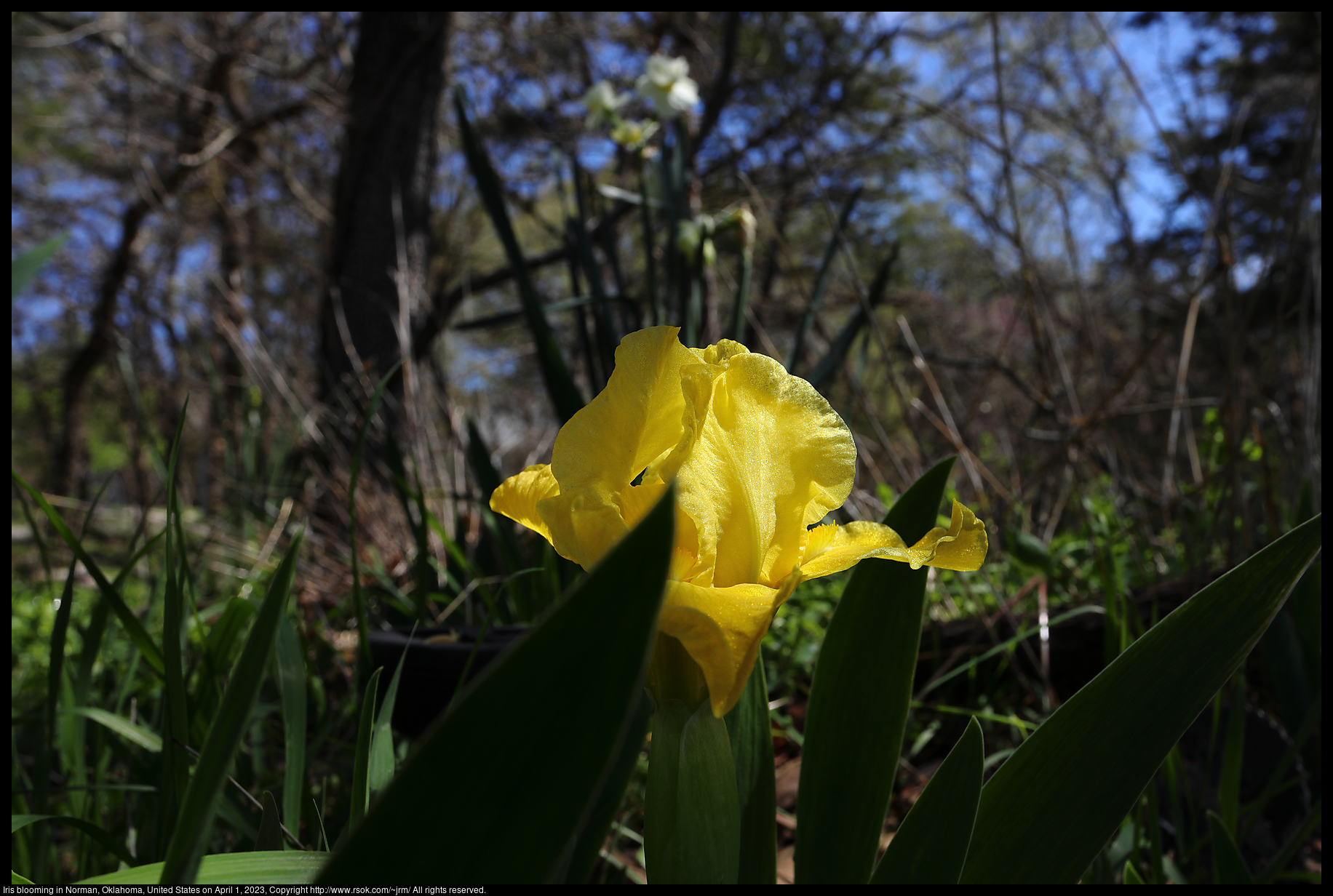 Iris in Norman, Oklahoma, United States on April 1, 2023