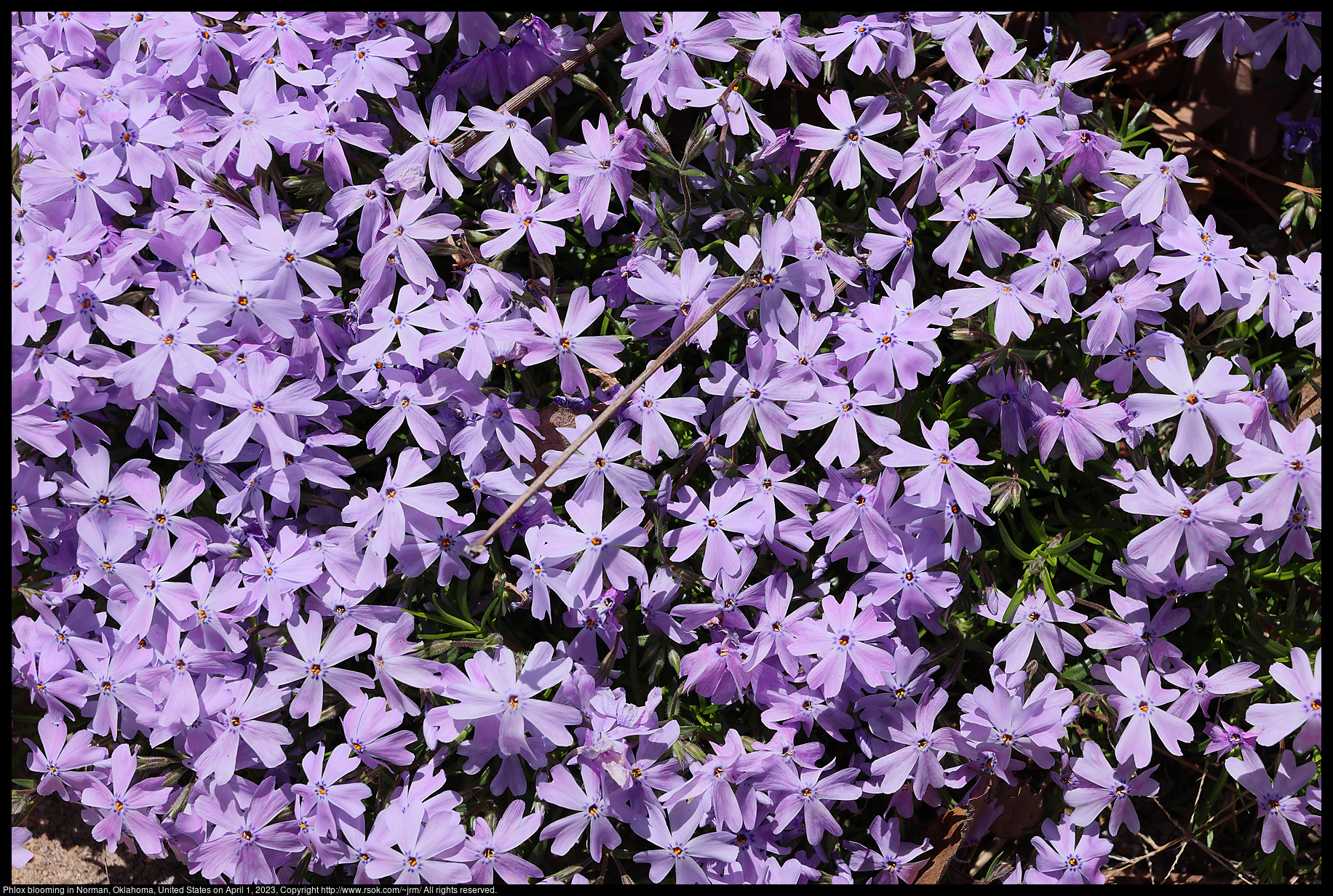 Phlox in Norman, Oklahoma, United States on April 1, 2023