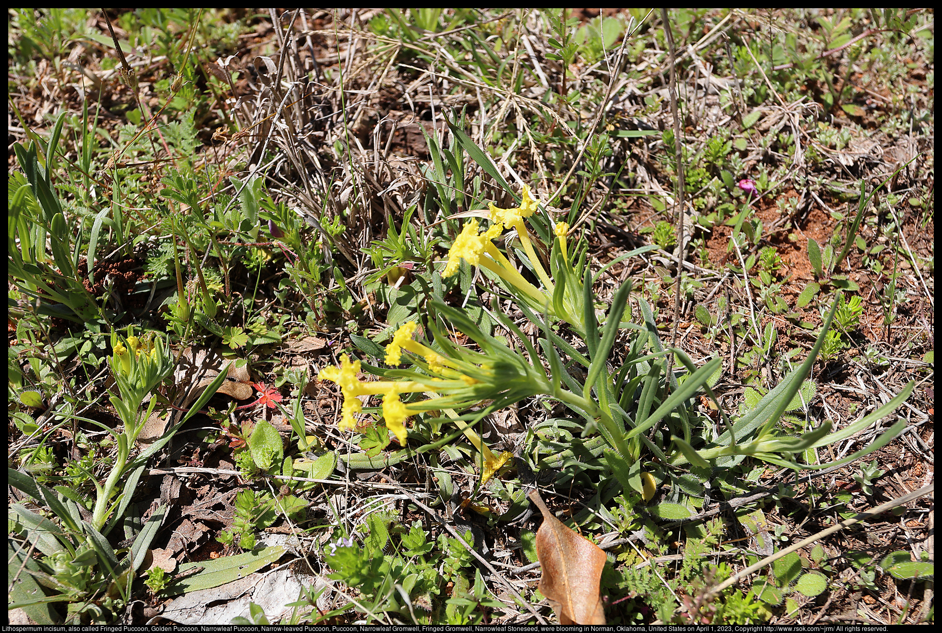 Lithospermum incisum, also called Fringed Puccoon, Golden Puccoon, Narrowleaf Puccoon, Narrow-leaved Puccoon, Puccoon, Narrowleaf Gromwell, Fringed Gromwell, Narrowleaf Stoneseed, were blooming in Norman, Oklahoma, United States on April 1, 2023