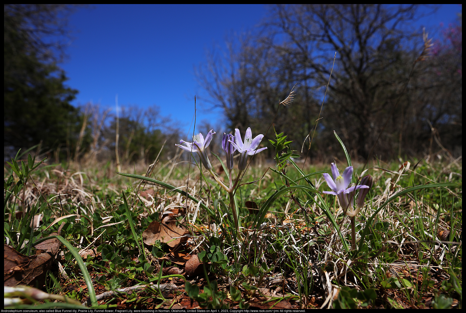 Androstephium coeruleum, also called Blue Funnel-lily, Prairie Lily, Funnel-flower, Fragrant Lily were blooming in Norman, Oklahoma, United States on April 1, 2023