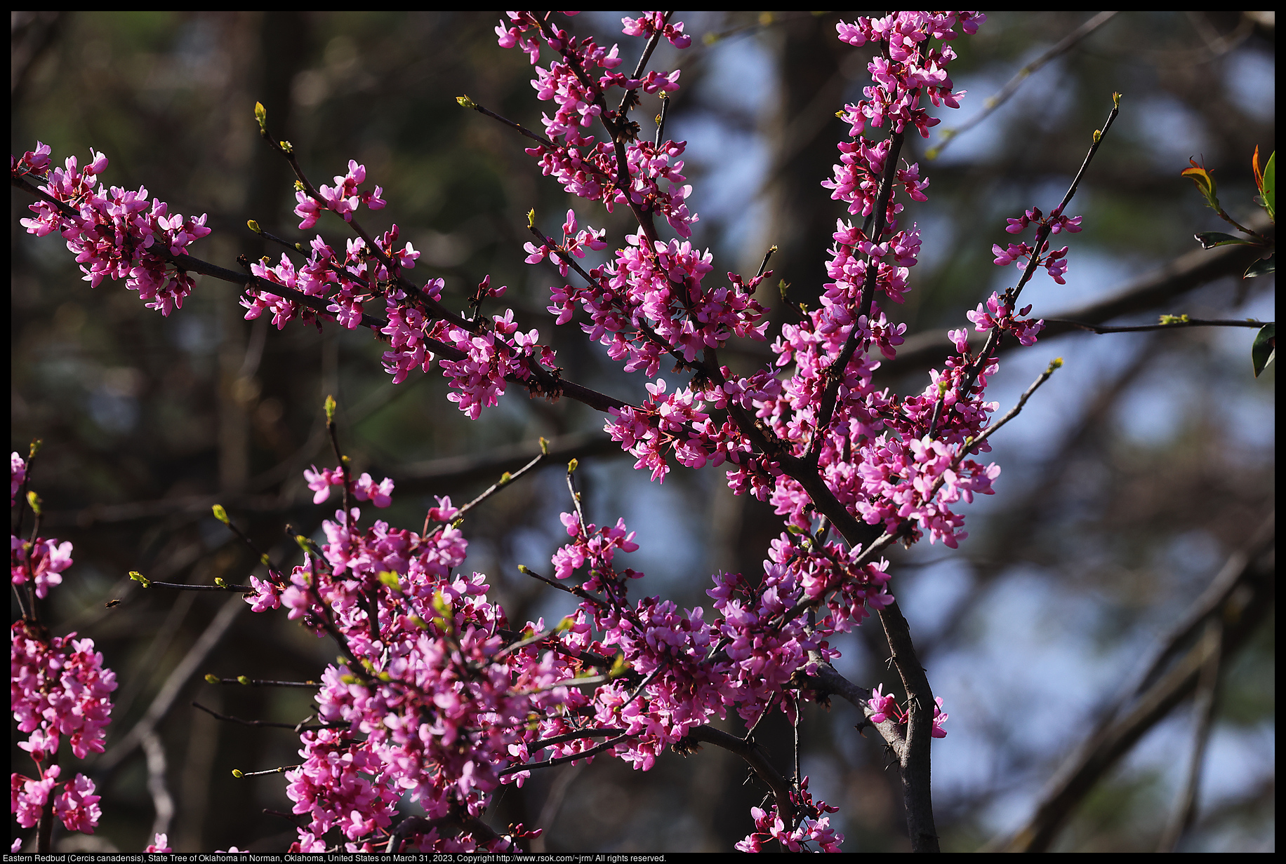 Eastern Redbud (Cercis canadensis), State Tree of Oklahoma in Norman, Oklahoma, United States on March 31, 2023