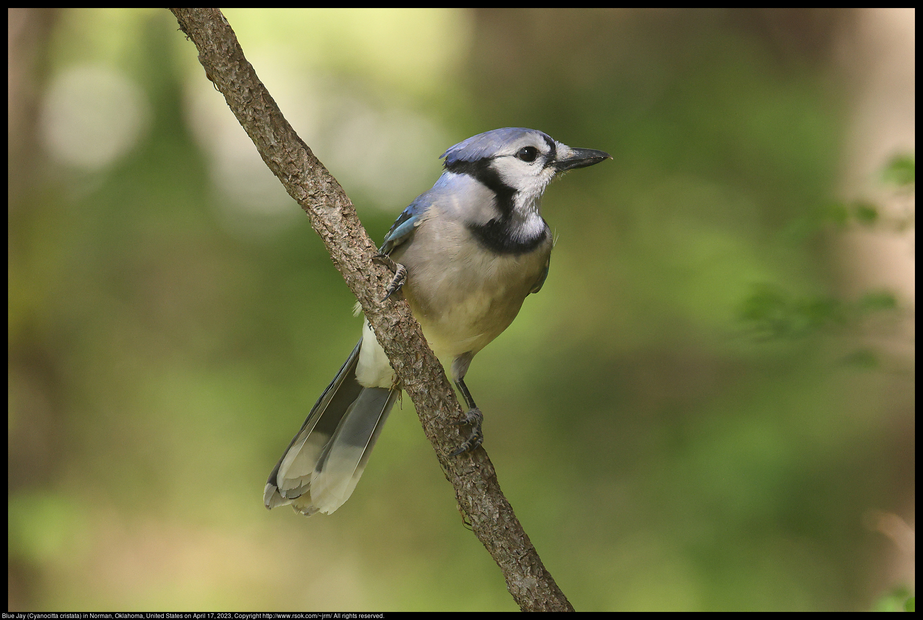 Blue Jay (Cyanocitta cristata) in Norman, Oklahoma, United States on April 17, 2023