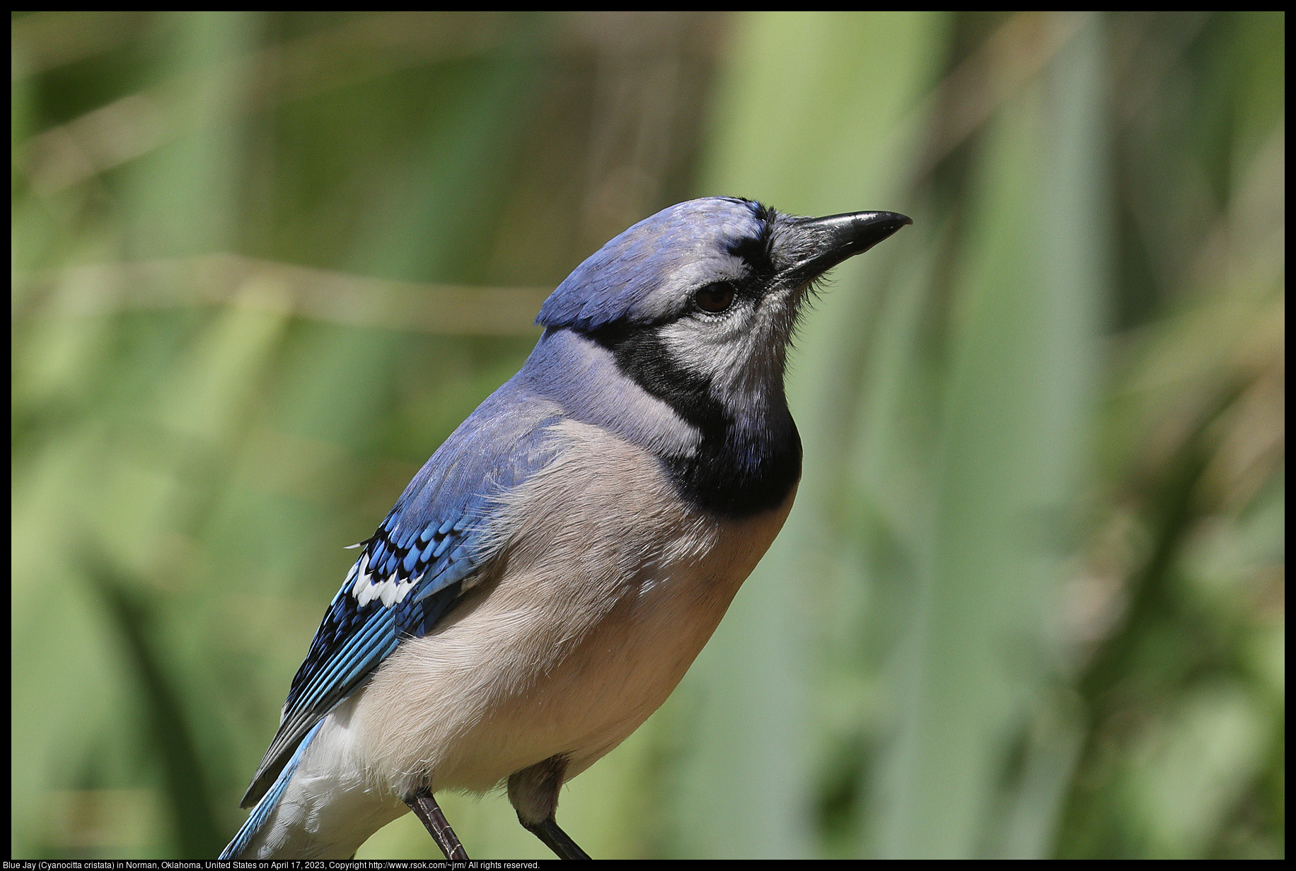 Blue Jay (Cyanocitta cristata) in Norman, Oklahoma, United States on April 17, 2023