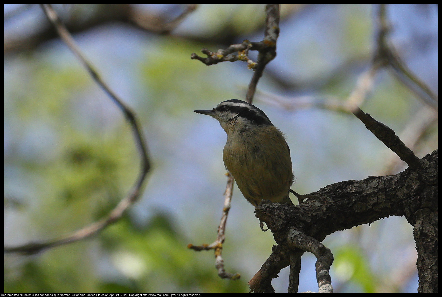 Red-breasted Nuthatch (Sitta canadensis) in Norman, Oklahoma, United States on April 21, 2023