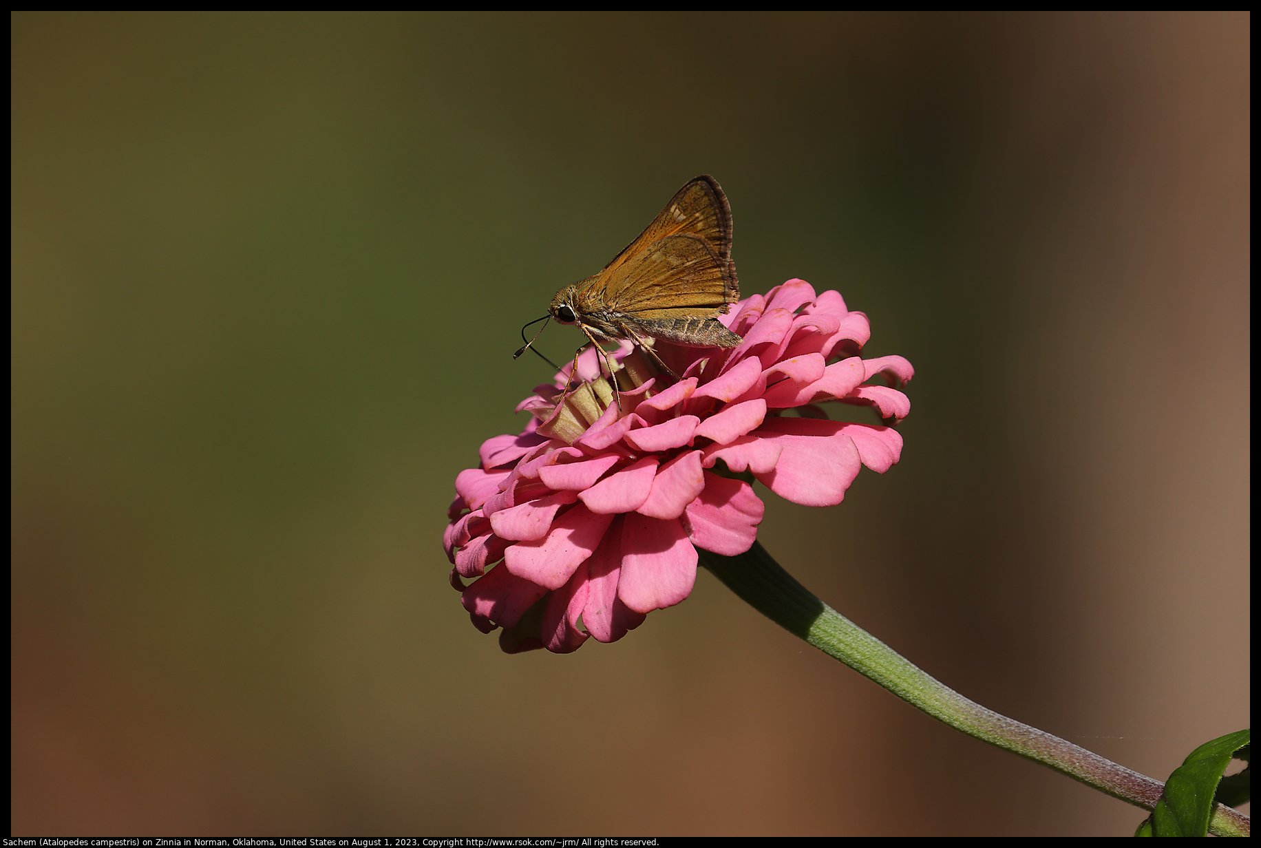Sachem (Atalopedes campestris) on Zinnia in Norman, Oklahoma, United States on August 1, 2023