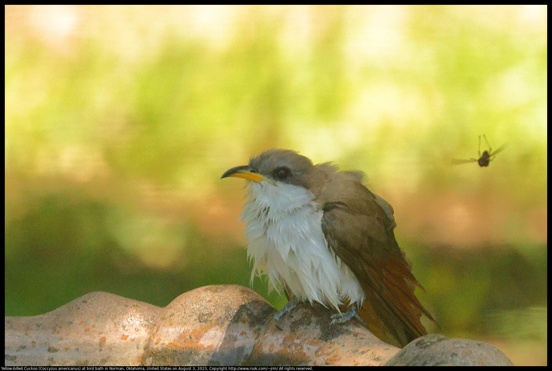 Yellow-billed Cuckoo (Coccyzus americanus) at bird bath in Norman, Oklahoma, United States on August 3, 2023