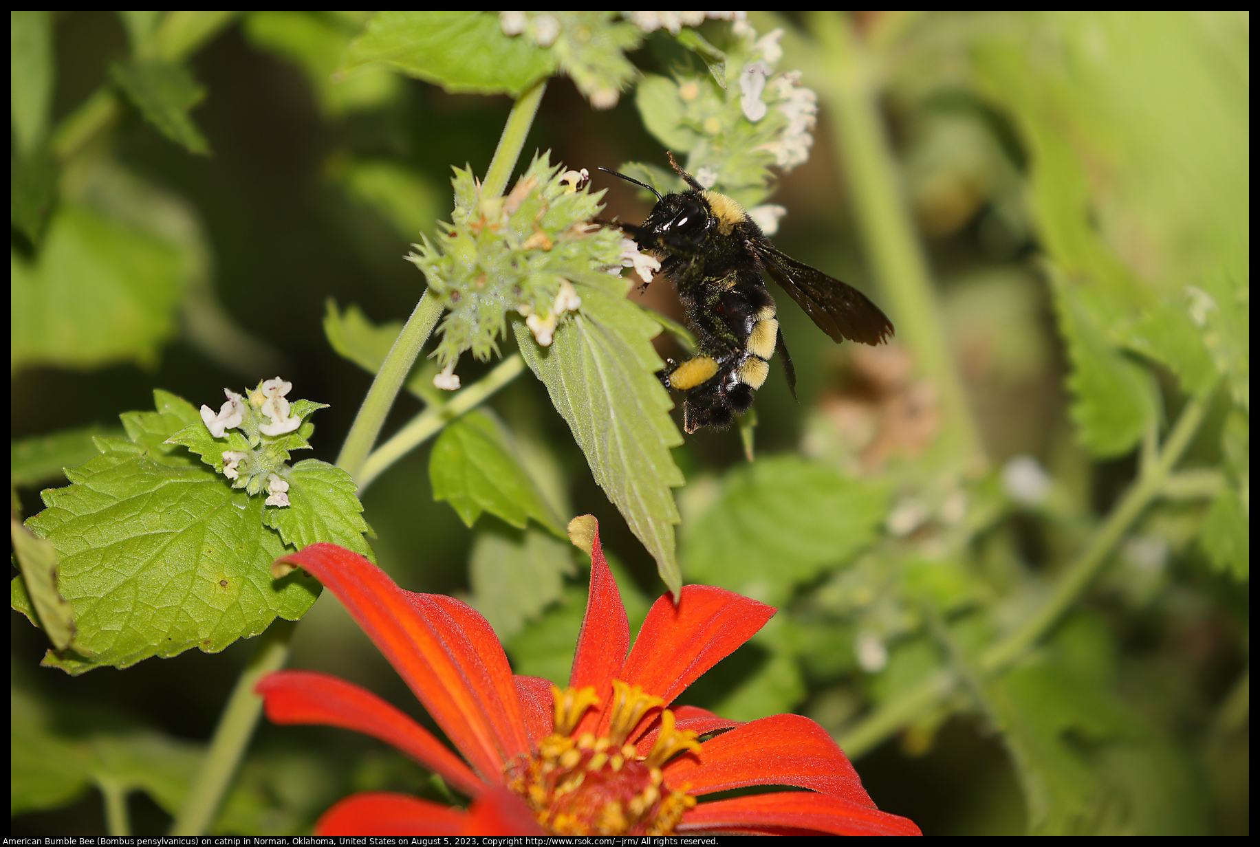 American Bumble Bee (Bombus pensylvanicus) on catnip in Norman, Oklahoma, United States on August 5, 2023