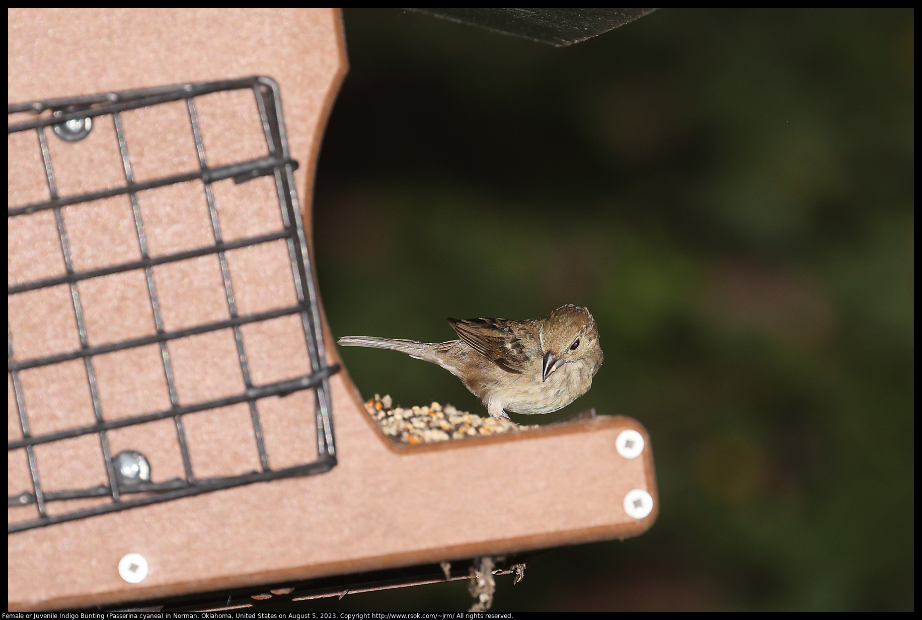 Female or Juvenile Indigo Bunting (Passerina cyanea) in Norman, Oklahoma, United States on August 5, 2023