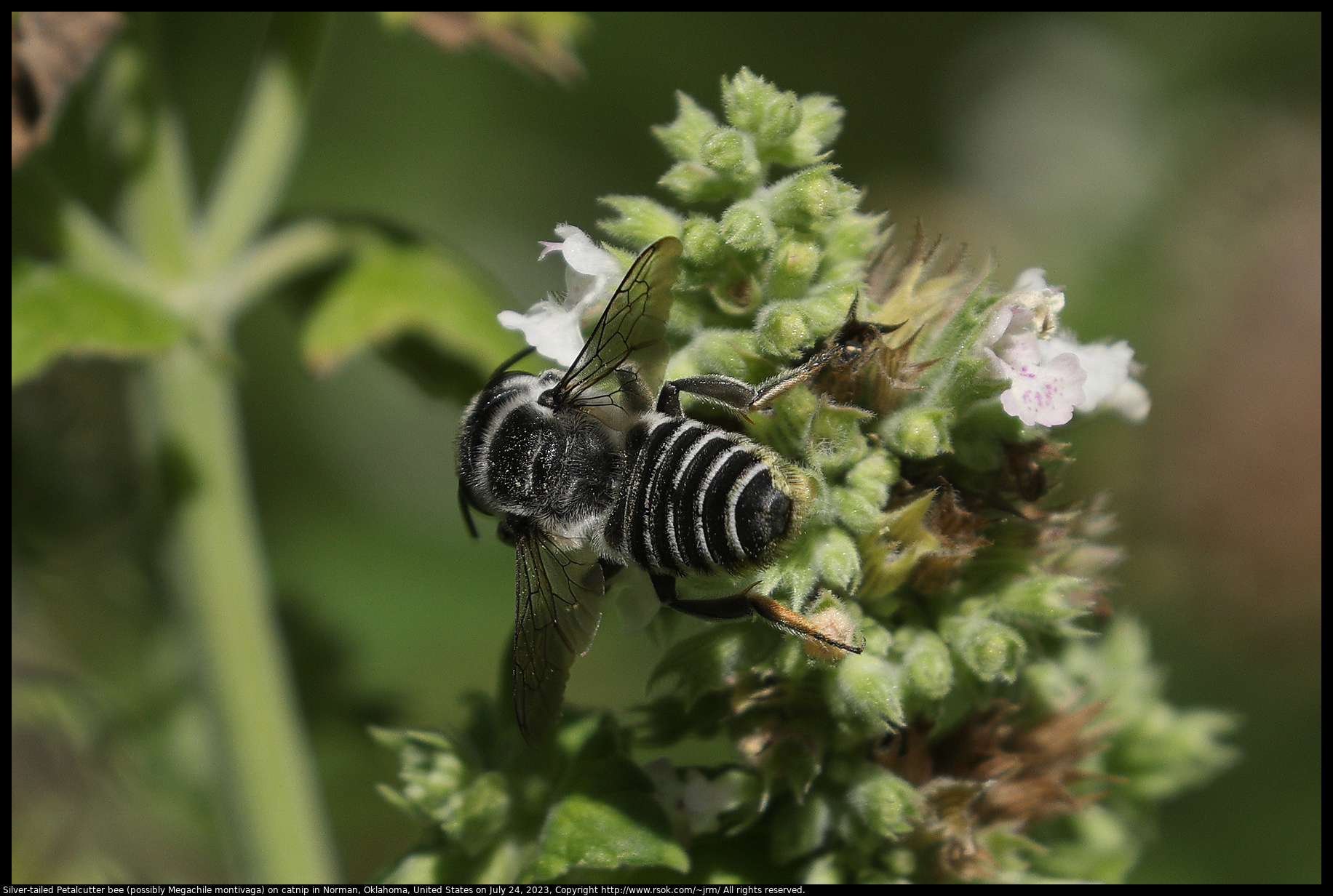 Silver-tailed Petalcutter bee (possibly Megachile montivaga) on catnip in Norman, Oklahoma, United States on July 24, 2023