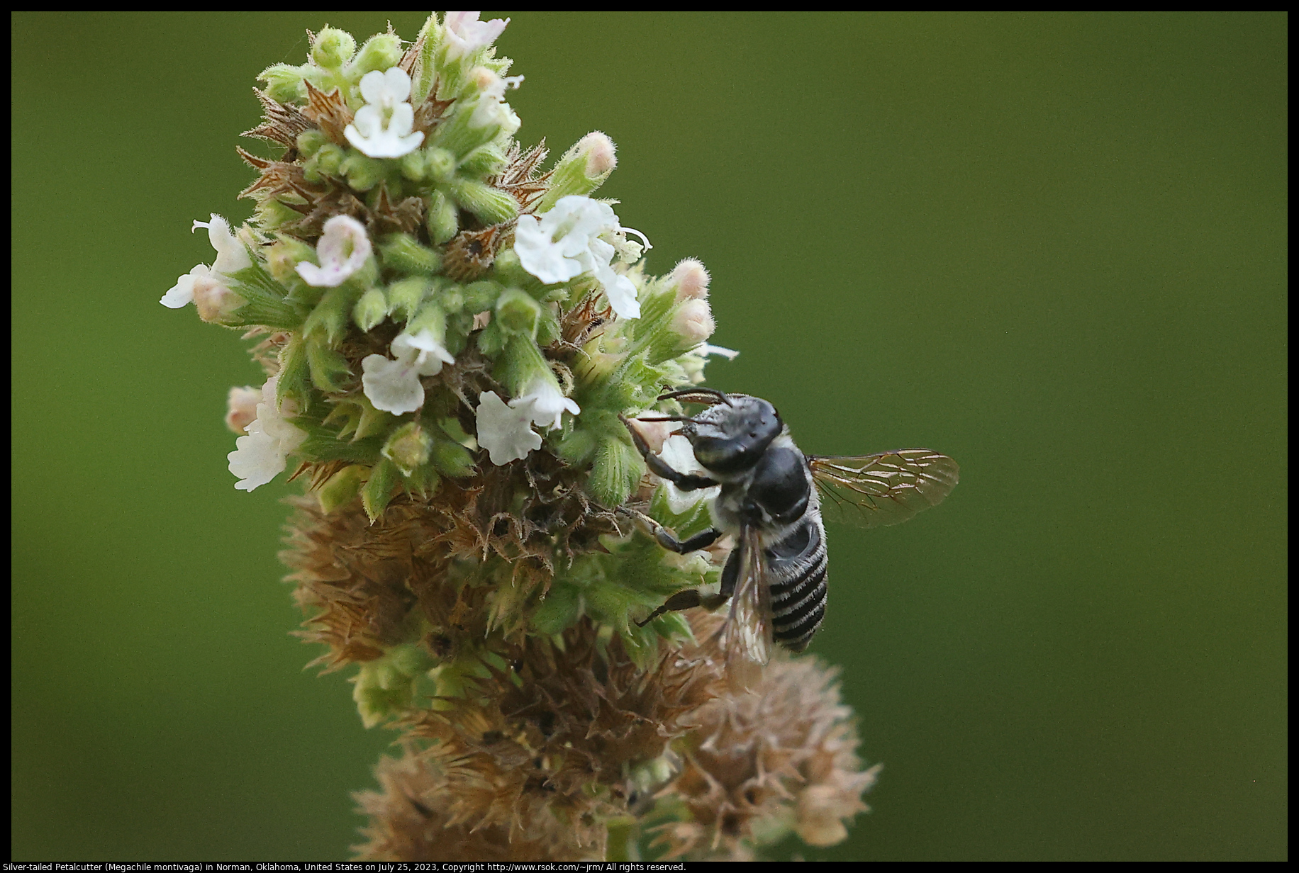Silver-tailed Petalcutter (Megachile montivaga) in Norman, Oklahoma, United States on July 25, 2023