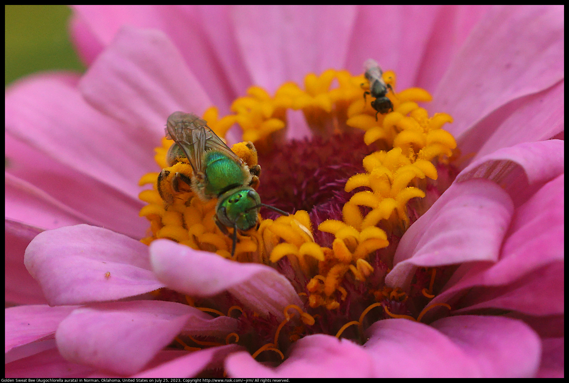 Golden Sweat Bee (Augochlorella aurata) in Norman, Oklahoma, United States on July 25, 2023