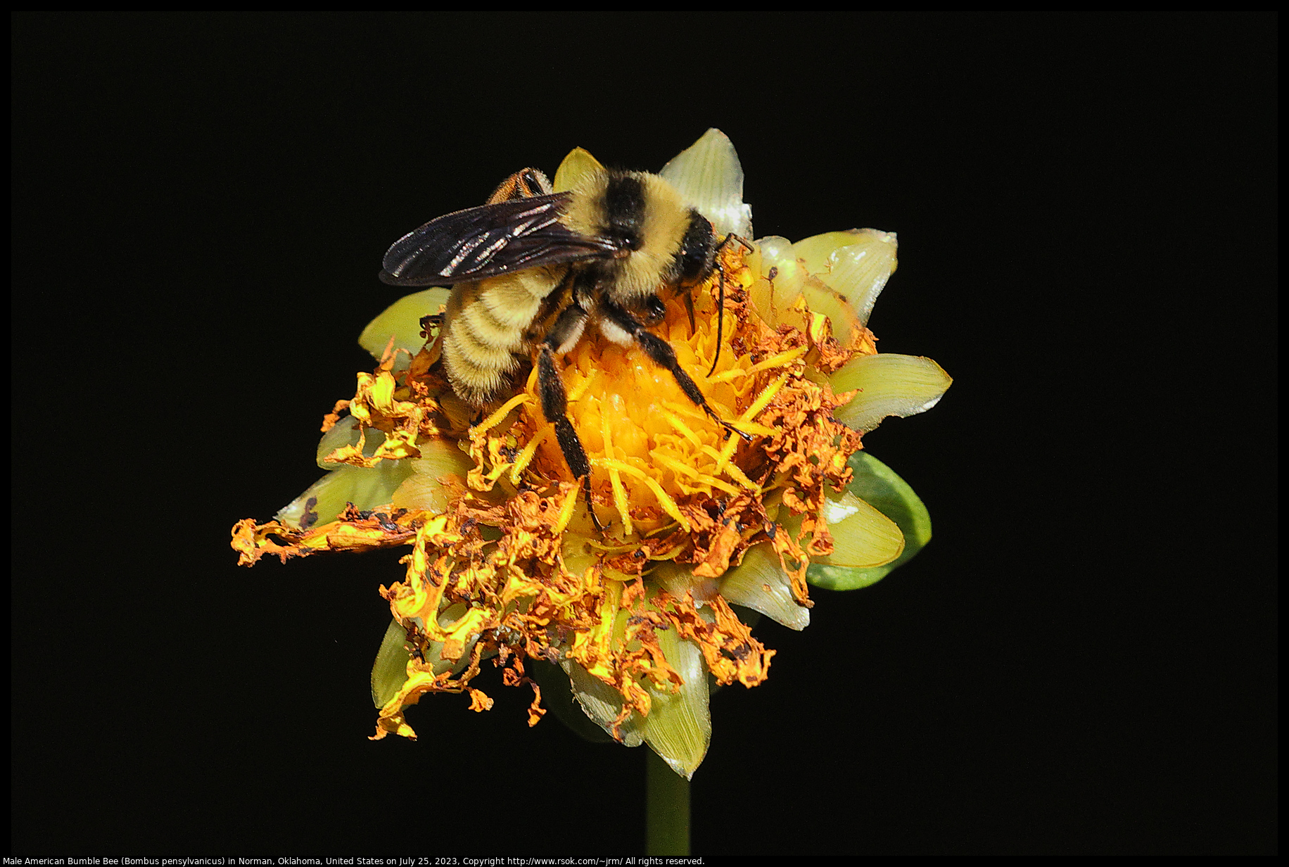 Male American Bumble Bee (Bombus pensylvanicus) in Norman, Oklahoma, United States on July 25, 2023