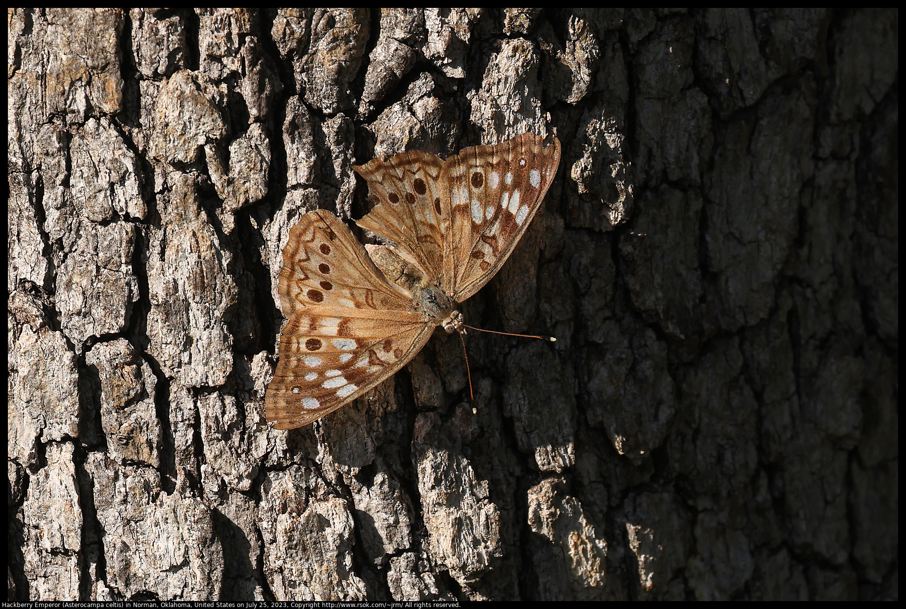 Hackberry Emperor (Asterocampa celtis) in Norman, Oklahoma, United States on July 25, 2023