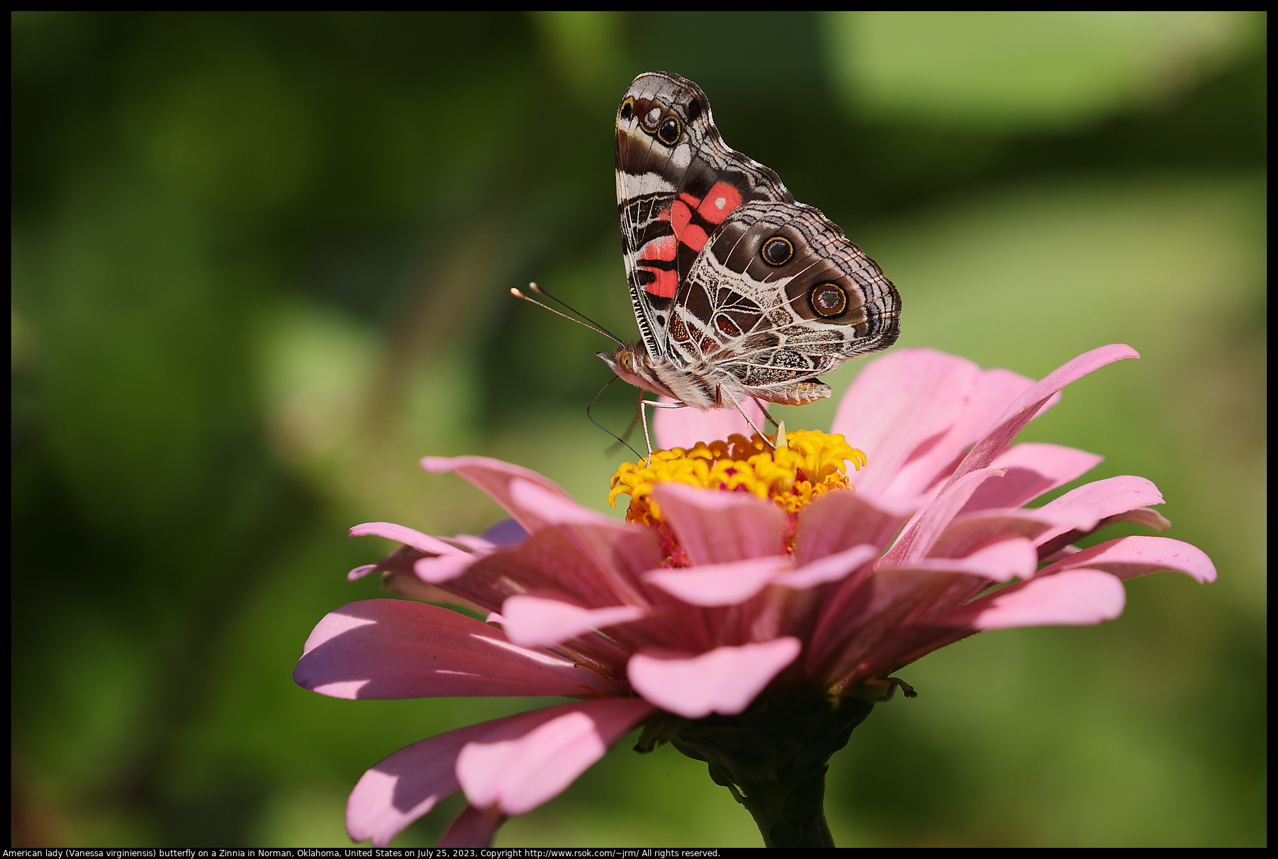 American lady (Vanessa virginiensis) butterfly on a Zinnia in Norman, Oklahoma, United States on July 25, 2023