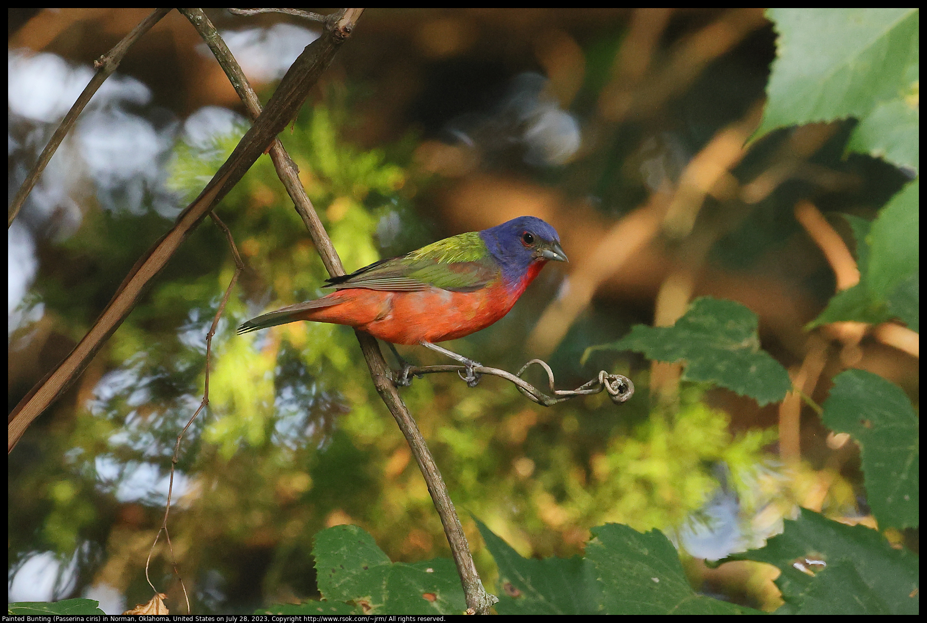 Painted Bunting (Passerina ciris) in Norman, Oklahoma, United States on July 28, 2023